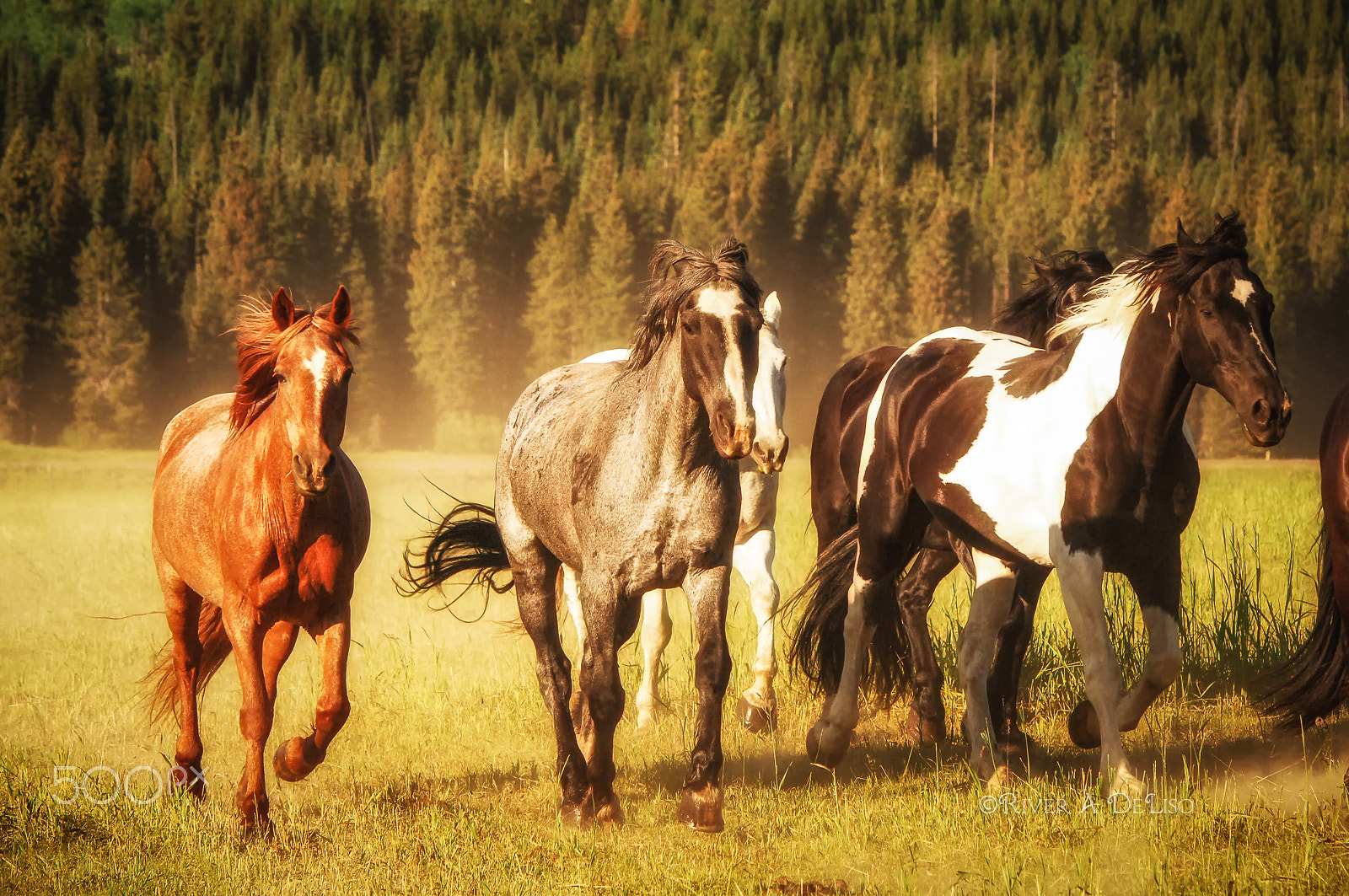 Nikon AF-S Nikkor 70-200mm F2.8G ED VR II sample photo. Horse flavors photography