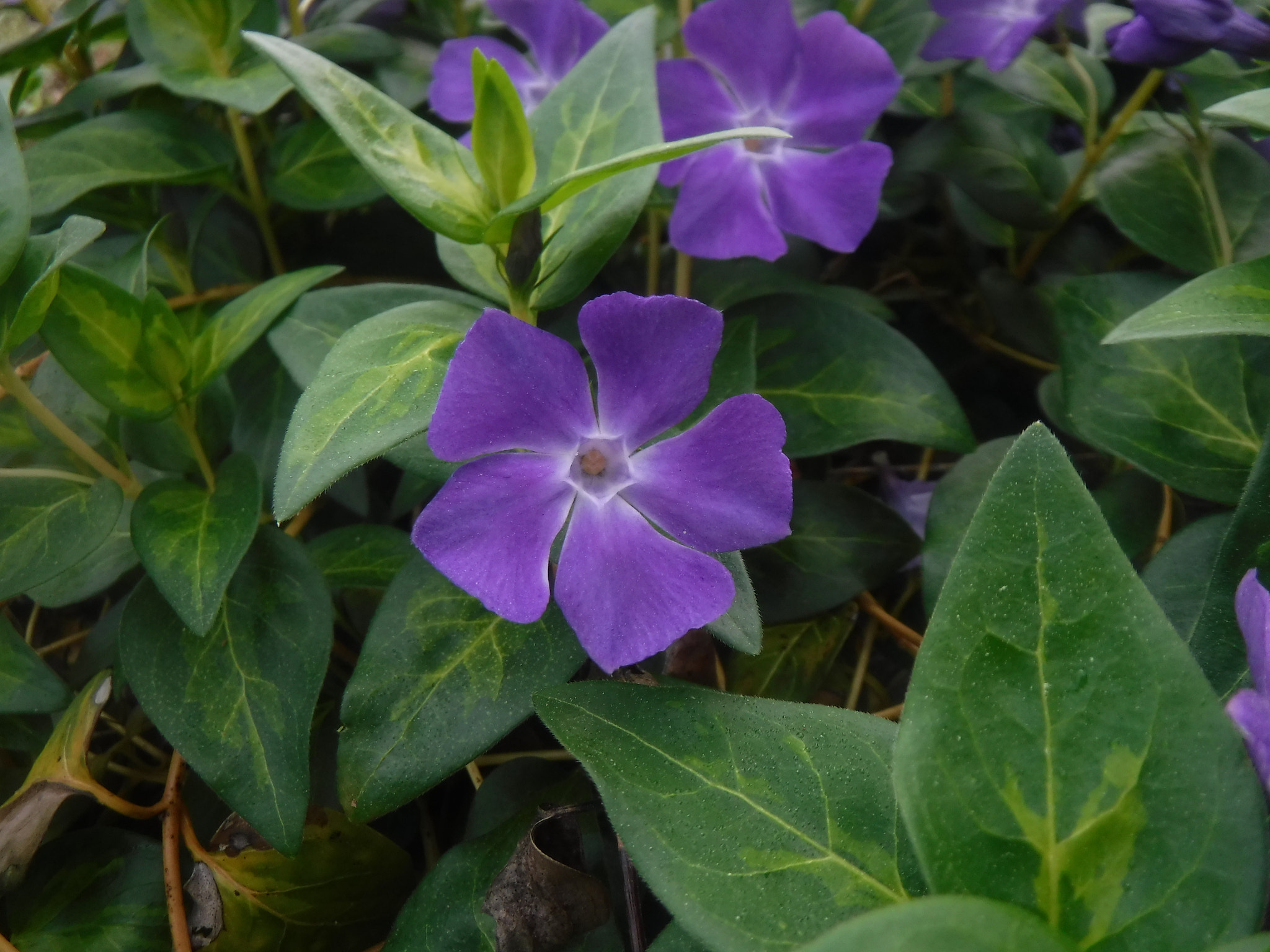 Fujifilm FinePix XP90 XP91 XP95 sample photo. Dscf photography