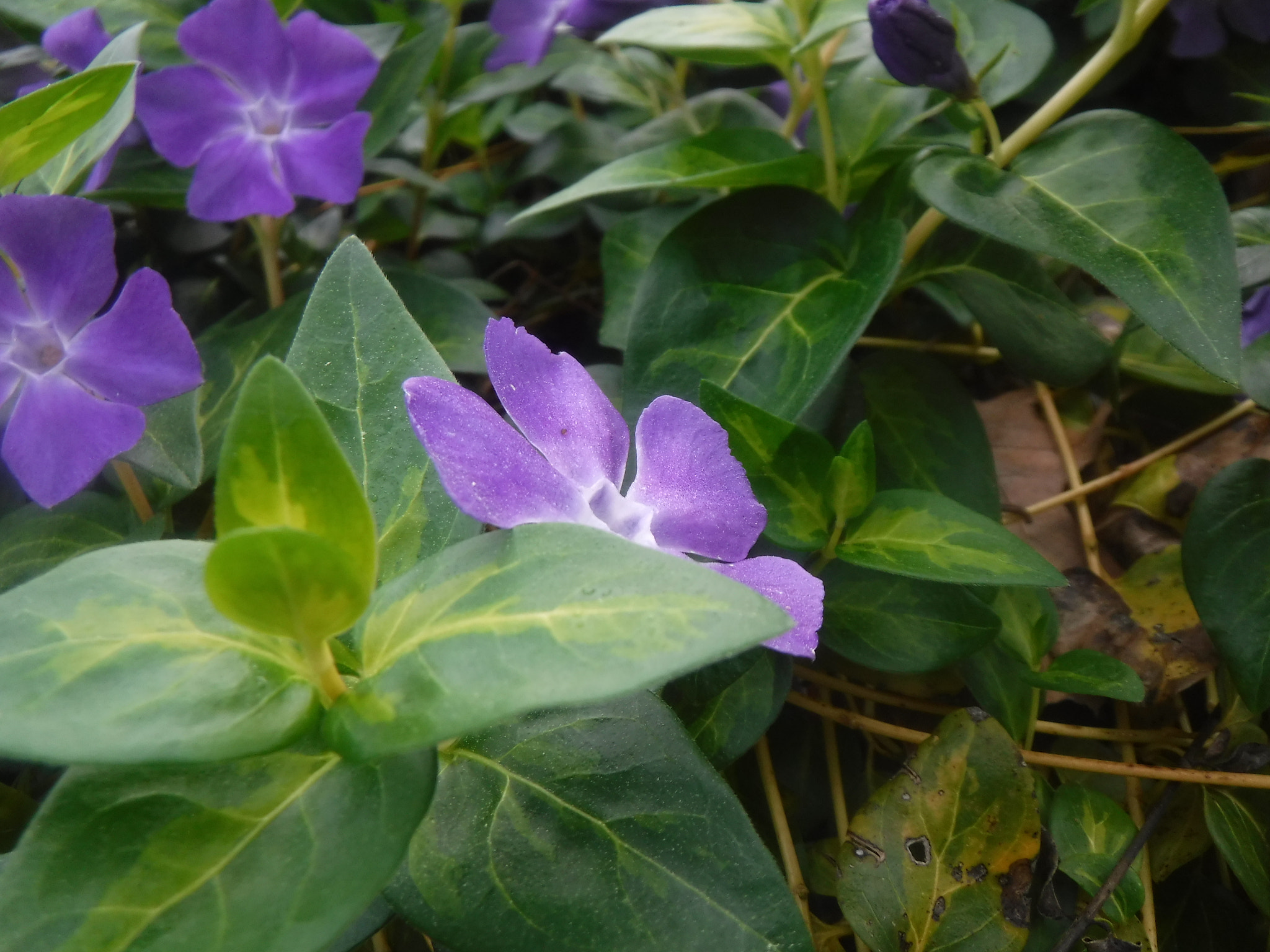 Fujifilm FinePix XP90 XP91 XP95 sample photo. Dscf photography
