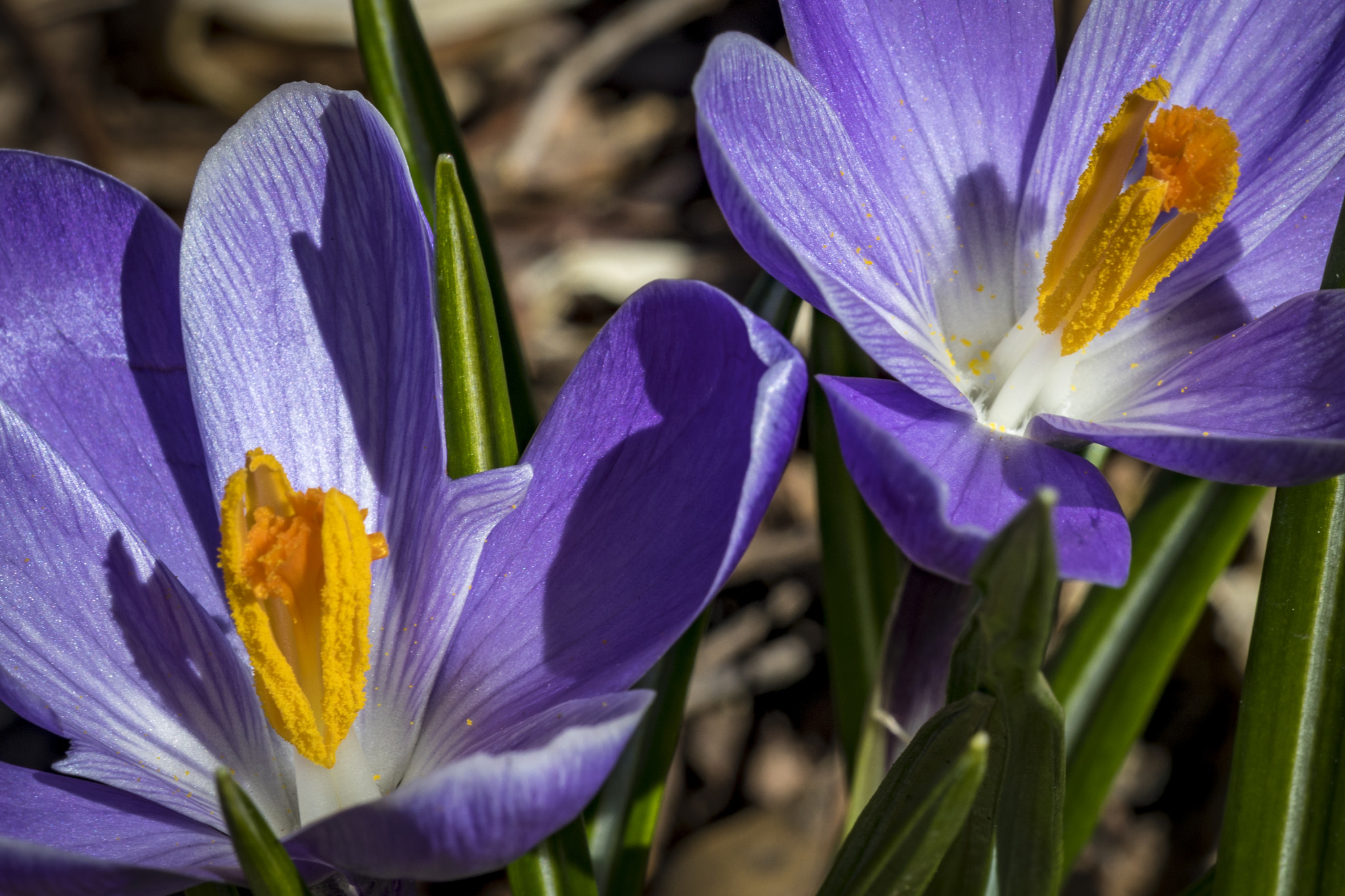 Canon EF 180mm F3.5L Macro USM sample photo. Crocus, croci photography