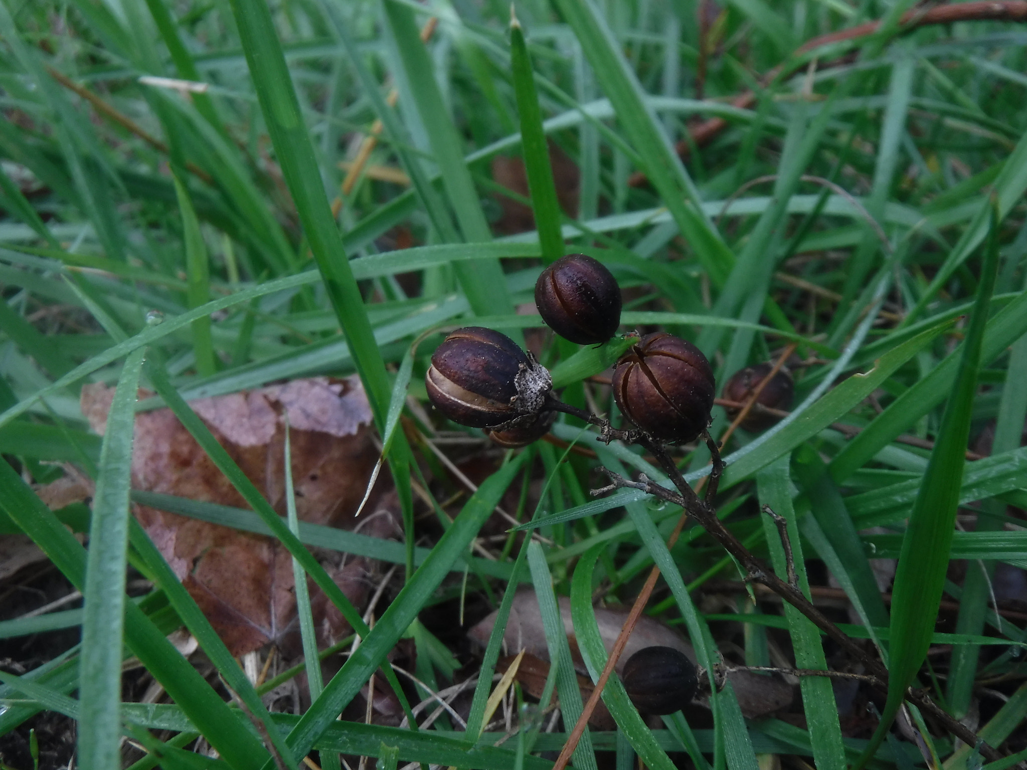 Fujifilm FinePix XP90 XP91 XP95 sample photo. Dscf photography