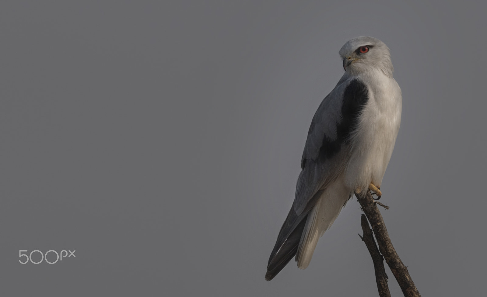 Nikon D750 sample photo. Black winged kite photography