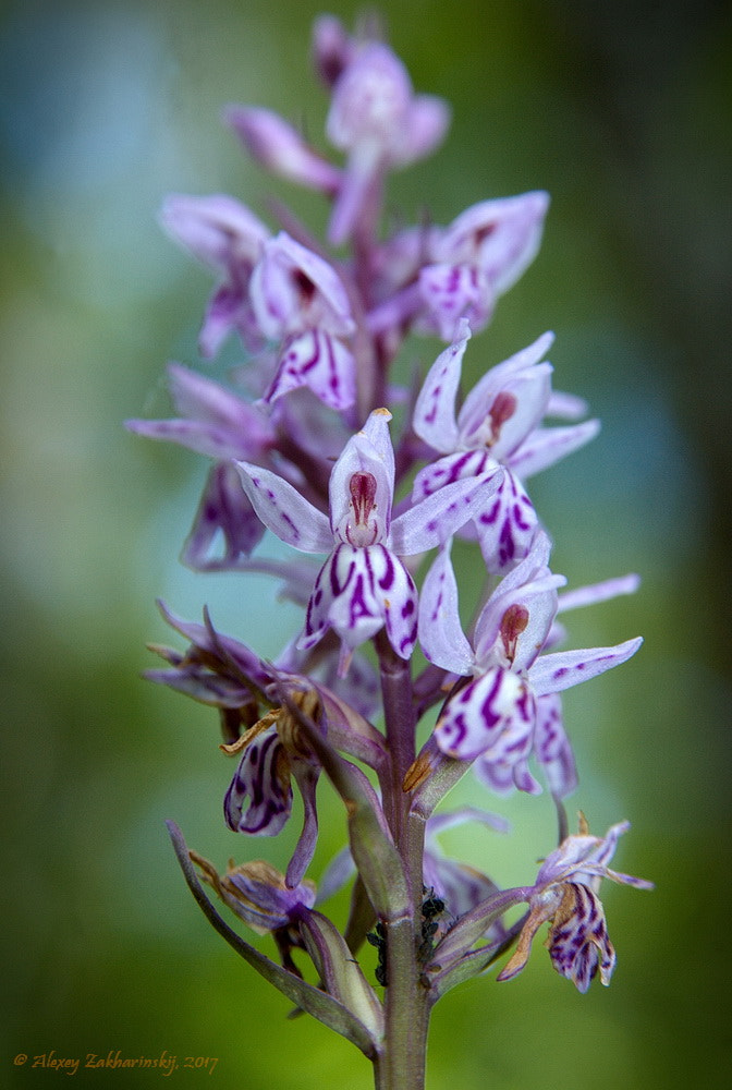 AF Zoom-Nikkor 28-105mm f/3.5-4.5D IF sample photo. Dactylorhiza fuchsii - Пальчатокоренник Фукса photography
