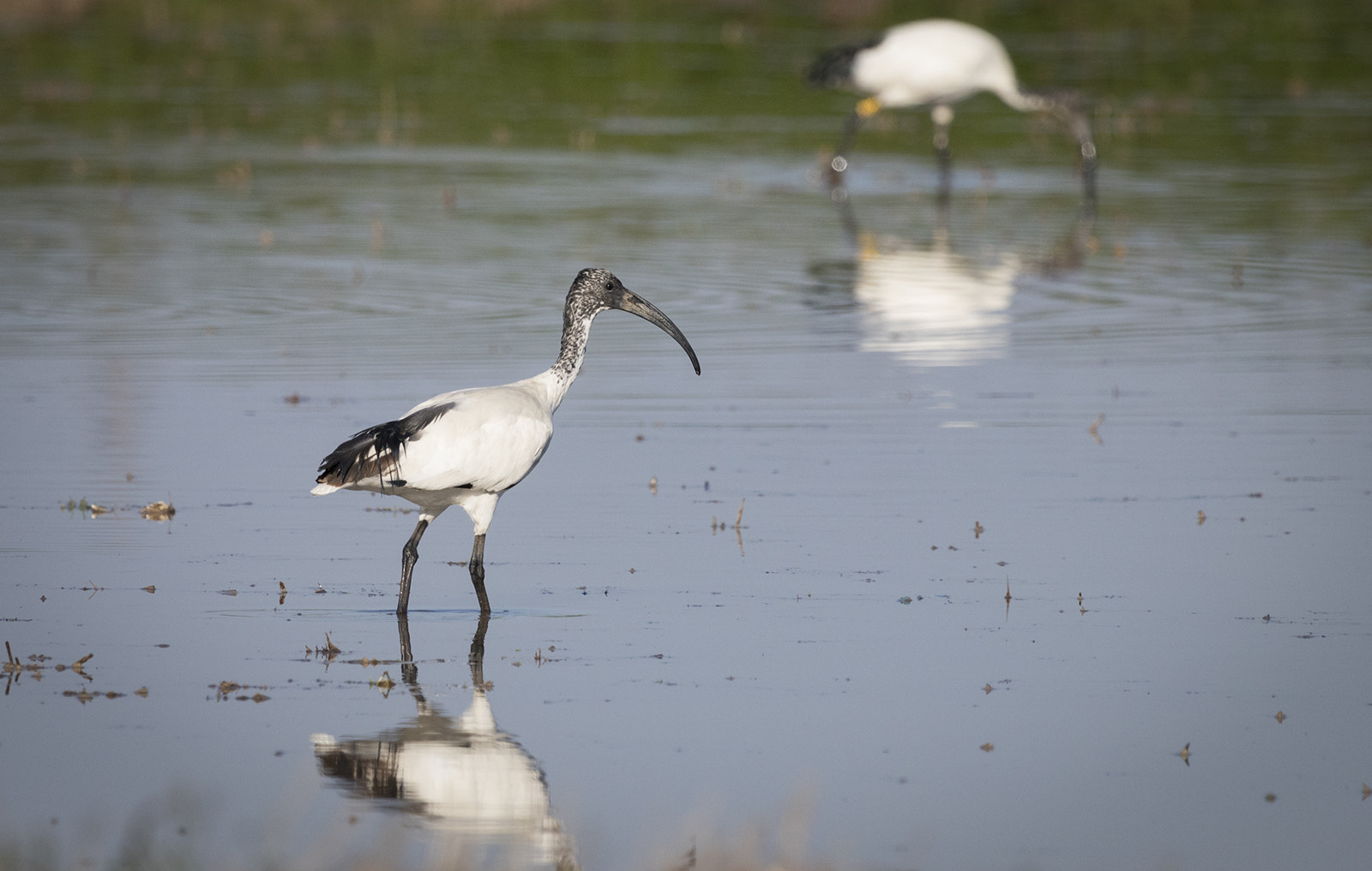 Canon EOS 80D + Canon EF 100-400mm F4.5-5.6L IS USM sample photo. Ibis sacro photography