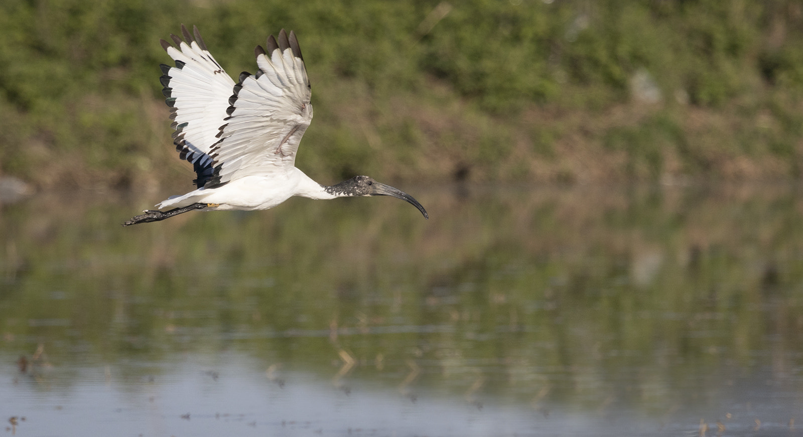 Canon EOS 80D + Canon EF 100-400mm F4.5-5.6L IS USM sample photo. Ibis sacro in volo photography
