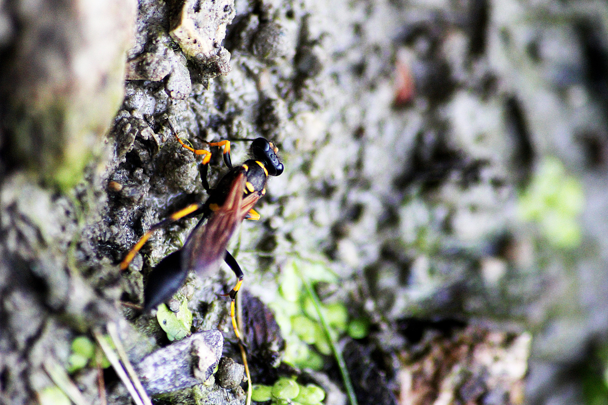 Sigma 70-300mm F4-5.6 APO DG Macro sample photo. Earth mover photography