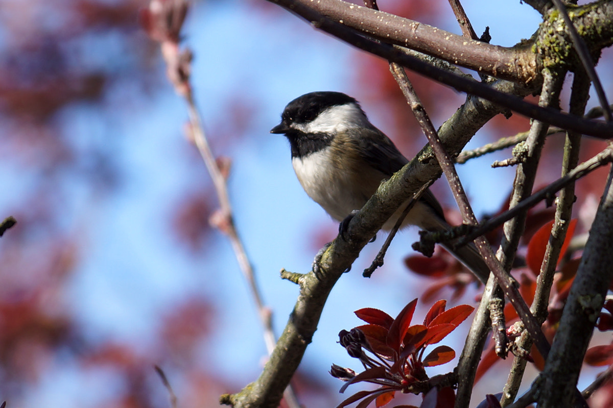 Sony SLT-A77 + Sony DT 18-135mm F3.5-5.6 SAM sample photo. Spring chickadee photography