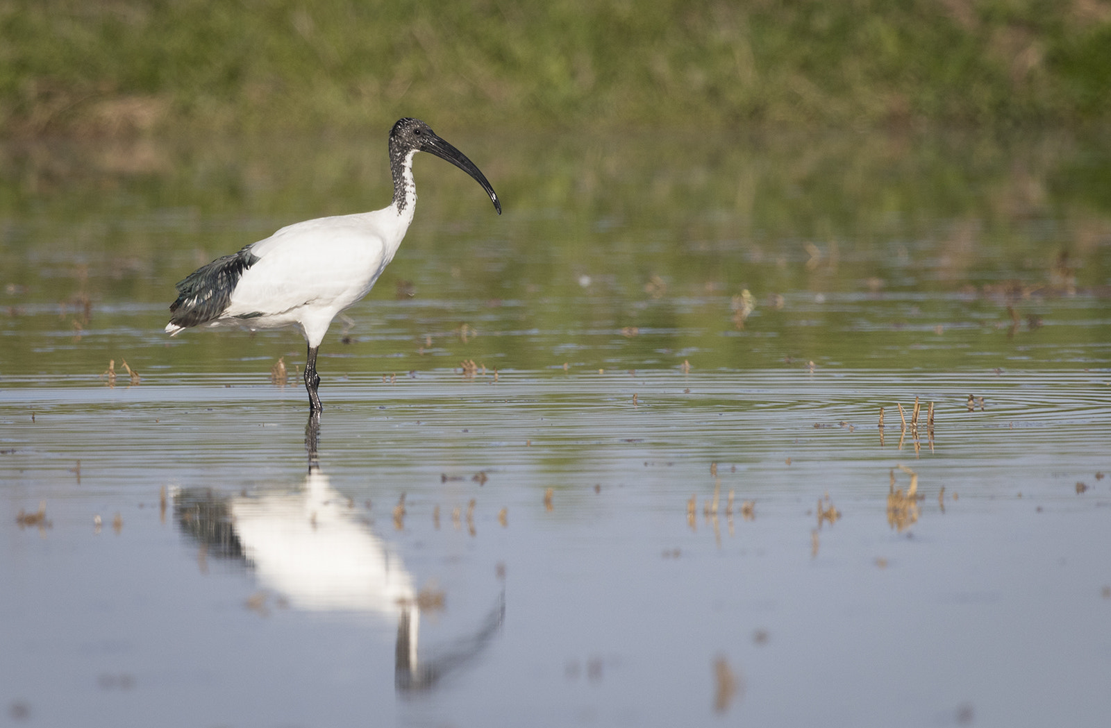 Canon EF 100-400mm F4.5-5.6L IS USM sample photo. In attesa di un pasto photography