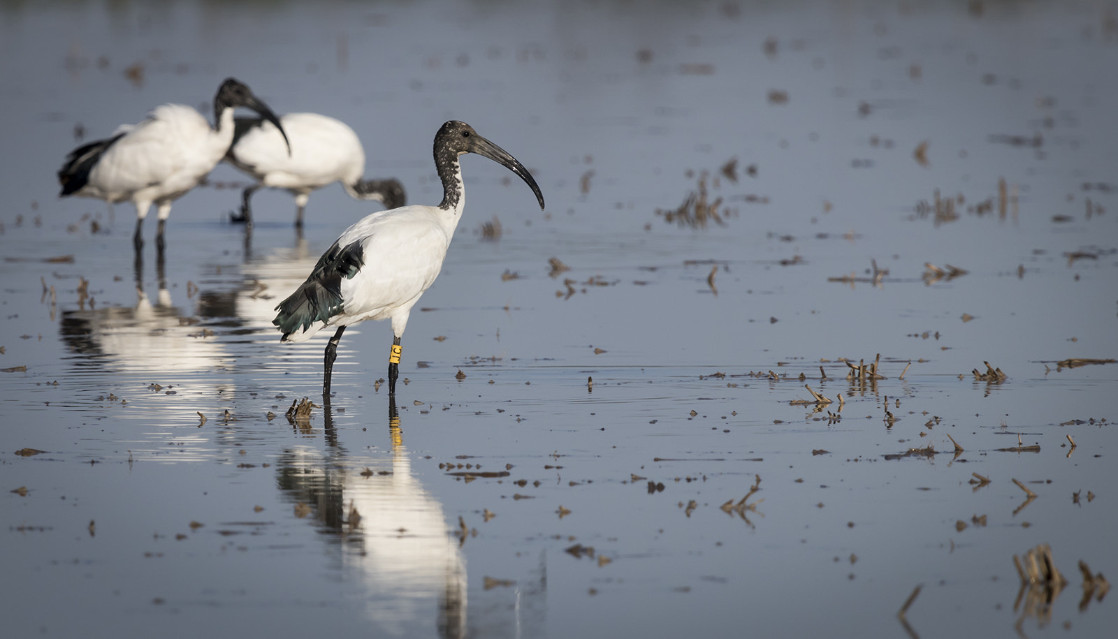 Canon EF 100-400mm F4.5-5.6L IS USM sample photo. Ibis sacro marchiato jc photography