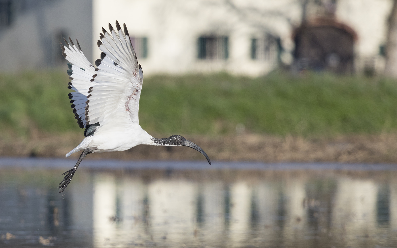 Canon EOS 80D + Canon EF 100-400mm F4.5-5.6L IS USM sample photo. Spostiamoci! photography