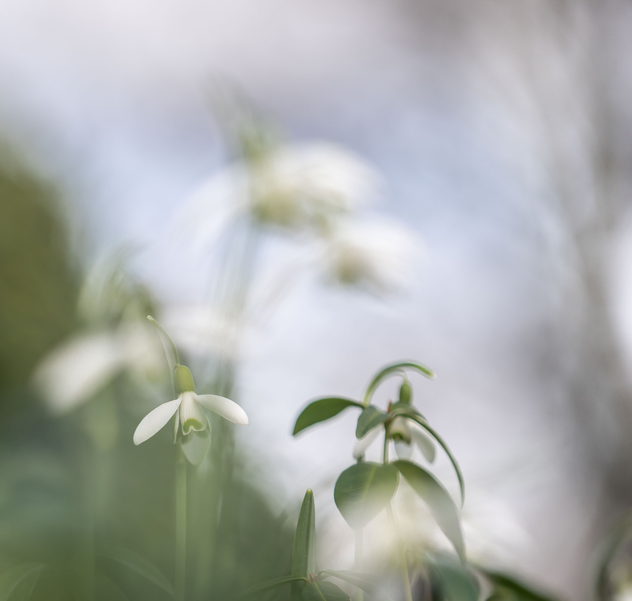 Sony a7R sample photo. Snow drop photography