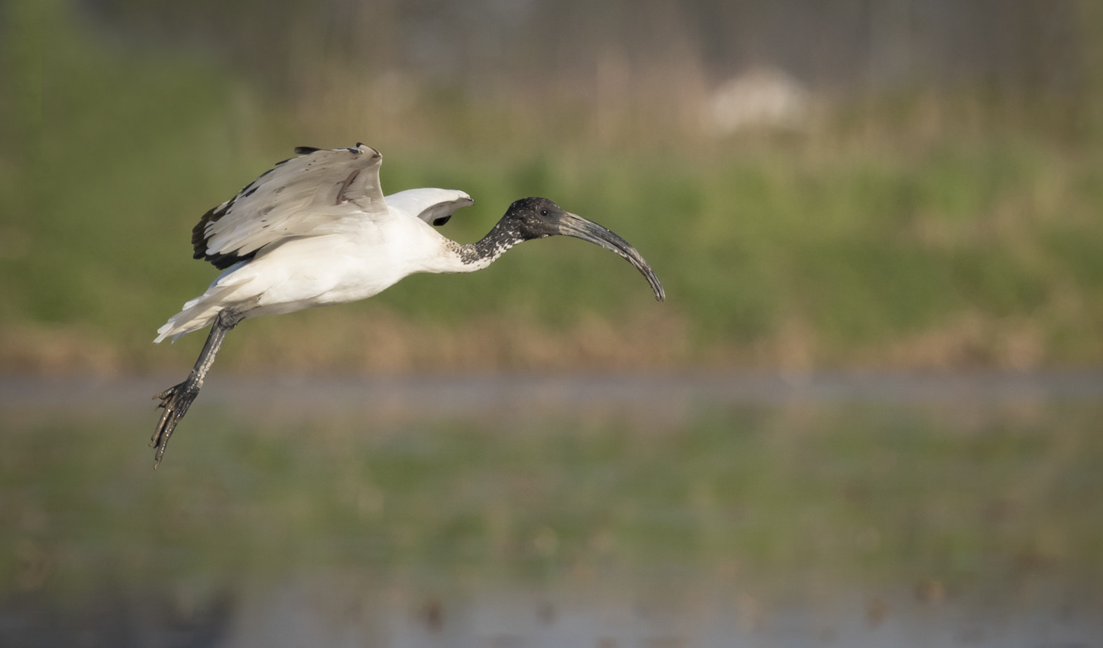 Canon EF 100-400mm F4.5-5.6L IS USM sample photo. In planata photography