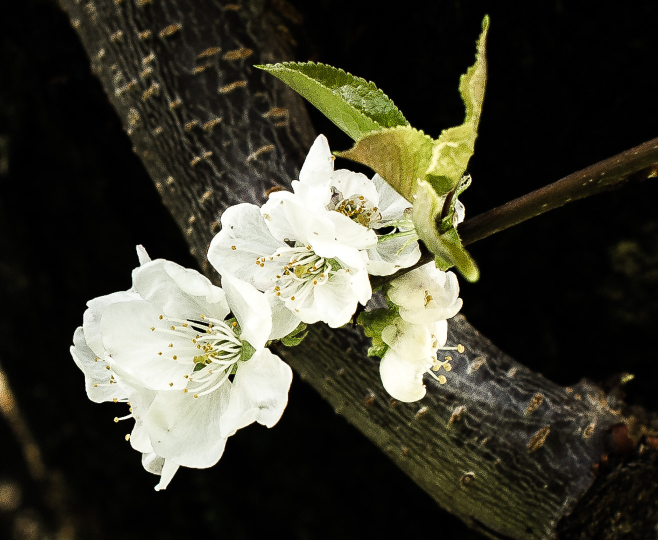 Nikon D610 + AF Nikkor 24mm f/2.8 sample photo. The flowers of my cherry tree photography