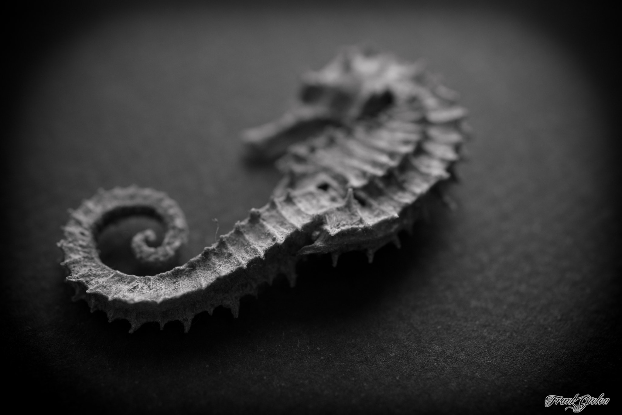 Nikon D750 + Sigma 50mm F2.8 EX DG Macro sample photo. Seahorse photography