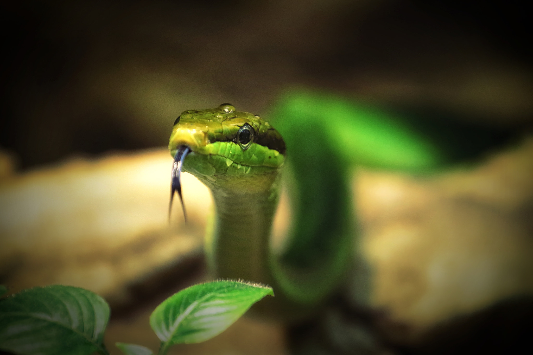 Canon EF 70-200mm F4L USM sample photo. Arboreal ratsnake - gonyosoma oxycephalum photography