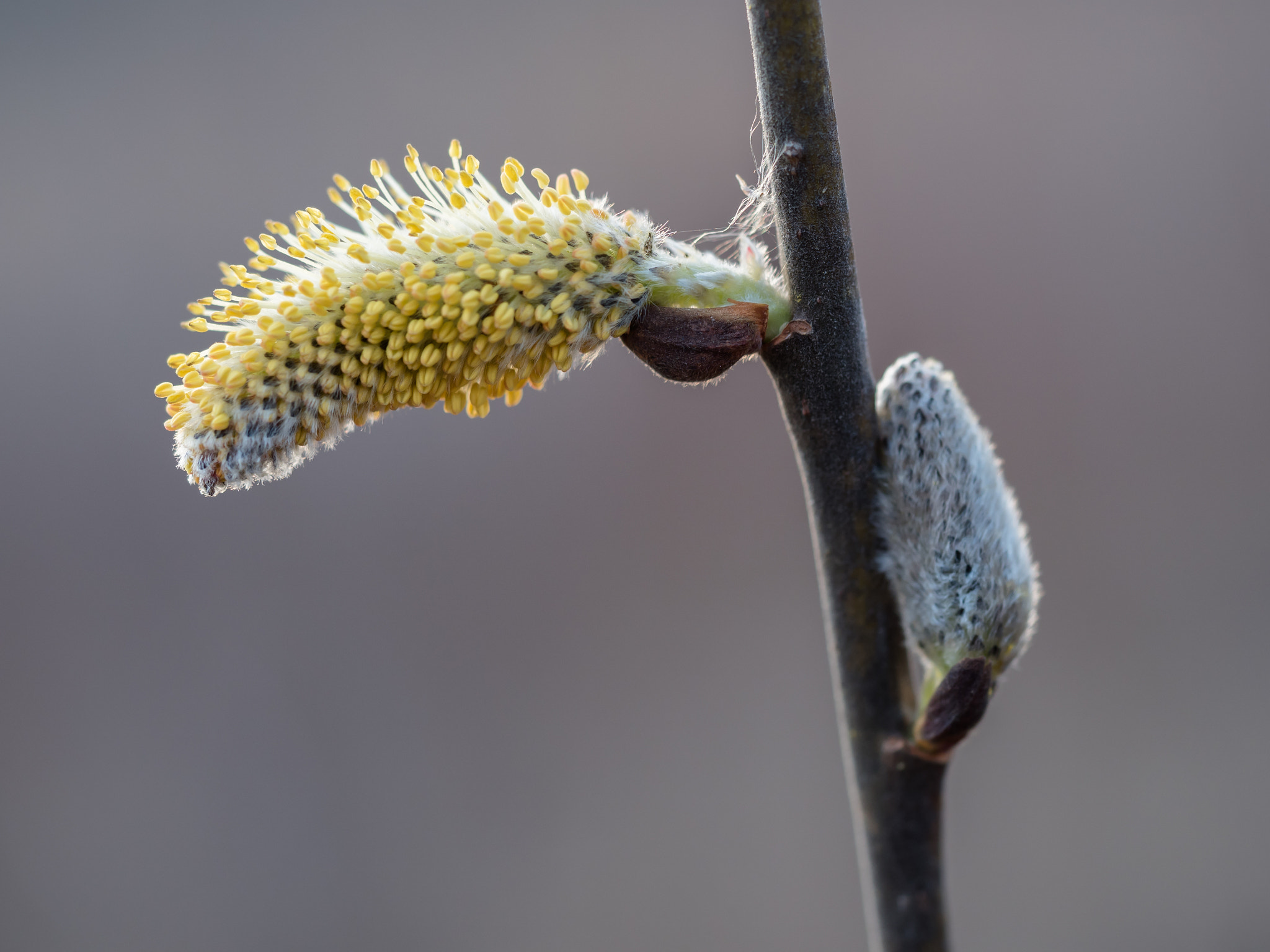 Olympus M.Zuiko Digital ED 60mm F2.8 Macro sample photo. Easter is coming soon! photography