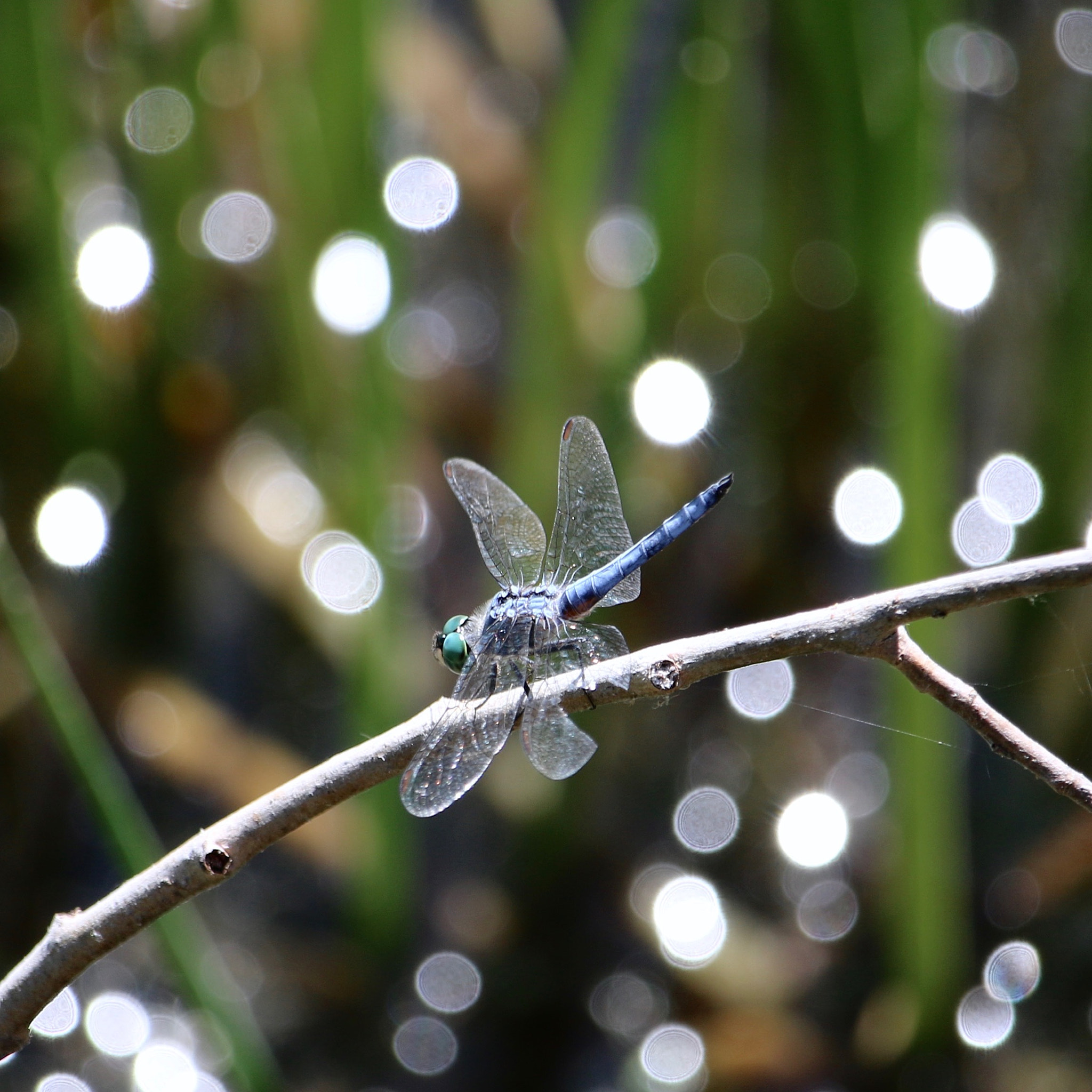 Canon EF-S 55-250mm F4-5.6 IS STM sample photo. Blue dragonfly photography