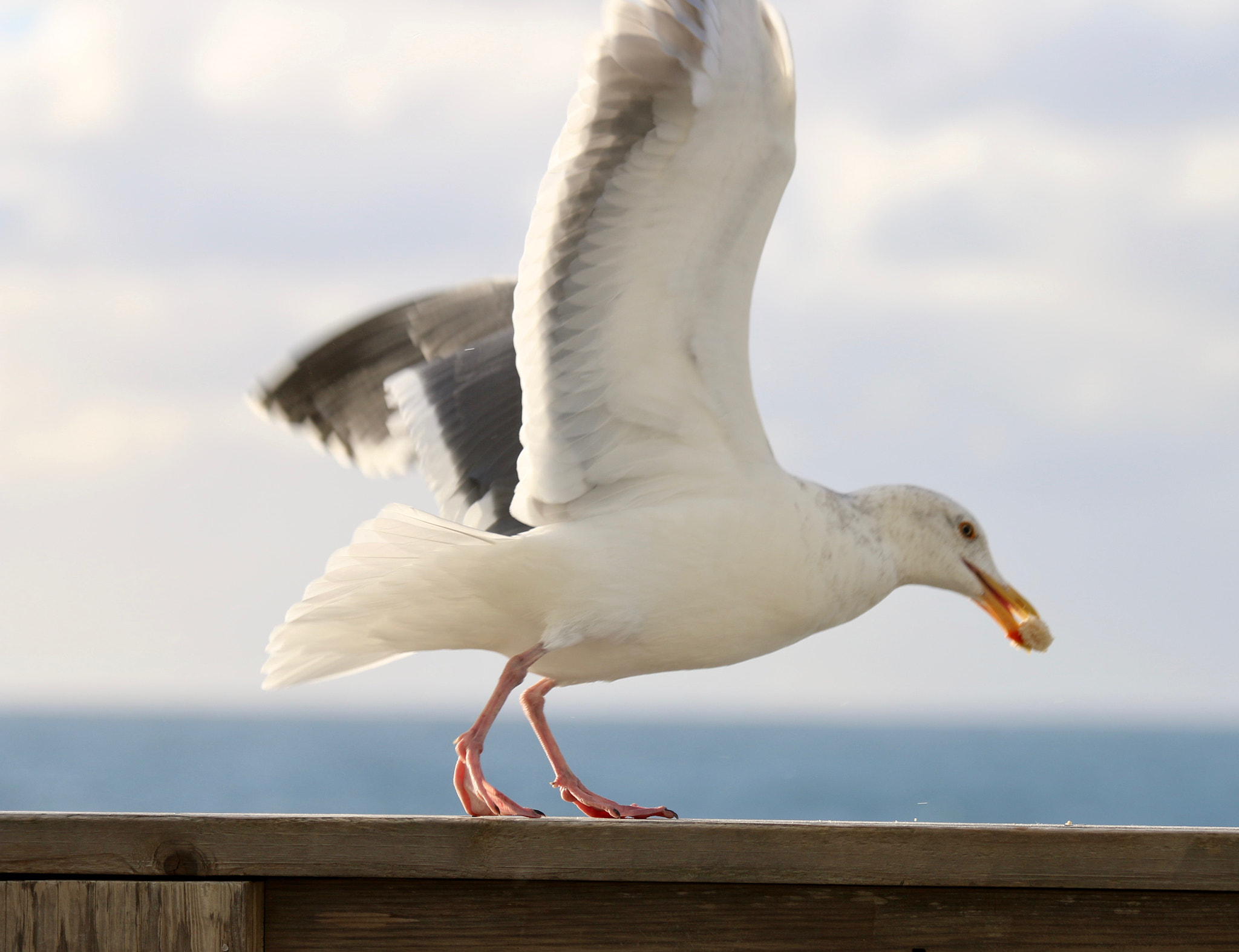 Canon EOS 70D sample photo. Hungry seagull photography