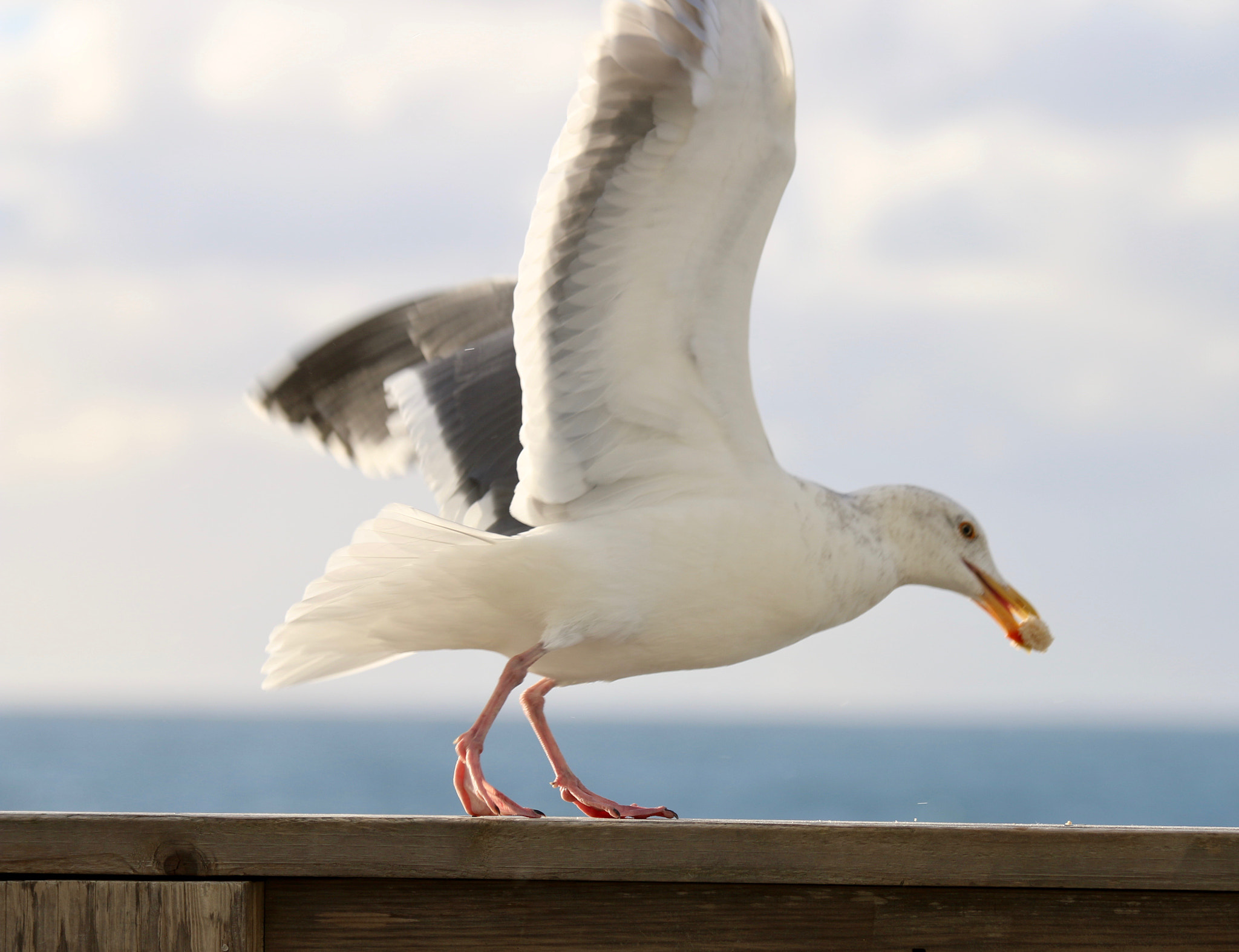 Canon EF 70-300mm F4-5.6 IS USM sample photo. Hungry seagull photography