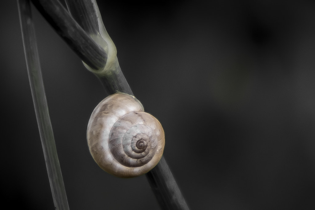 Fujifilm X-E1 + Fujifilm XF 18-55mm F2.8-4 R LM OIS sample photo. Snail photography