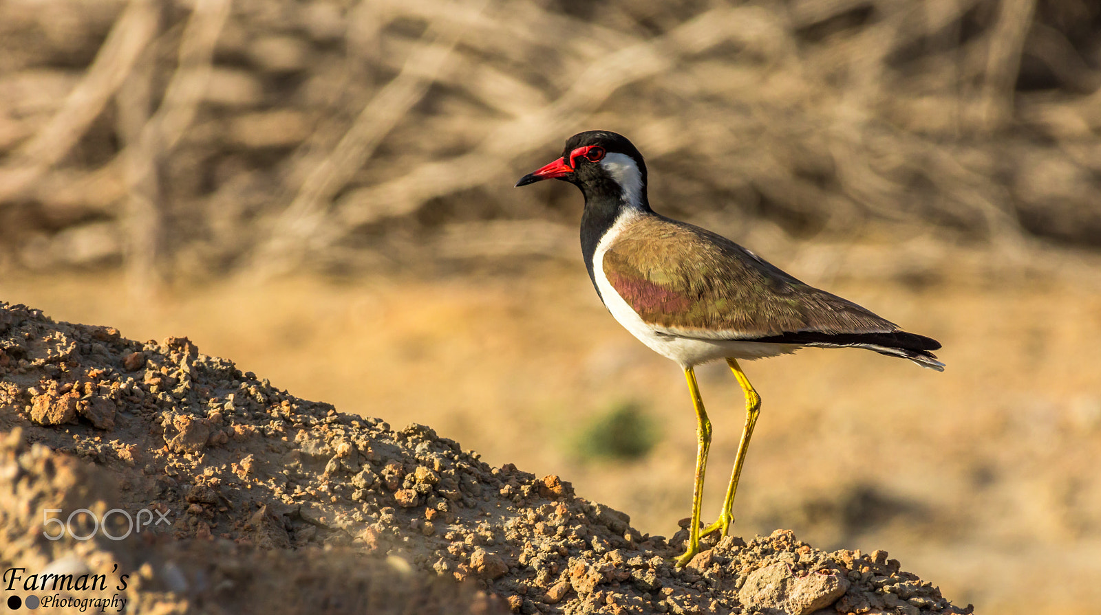 Nikon AF-S Nikkor 200-500mm F5.6E ED VR sample photo. #redwattledlapwing photography