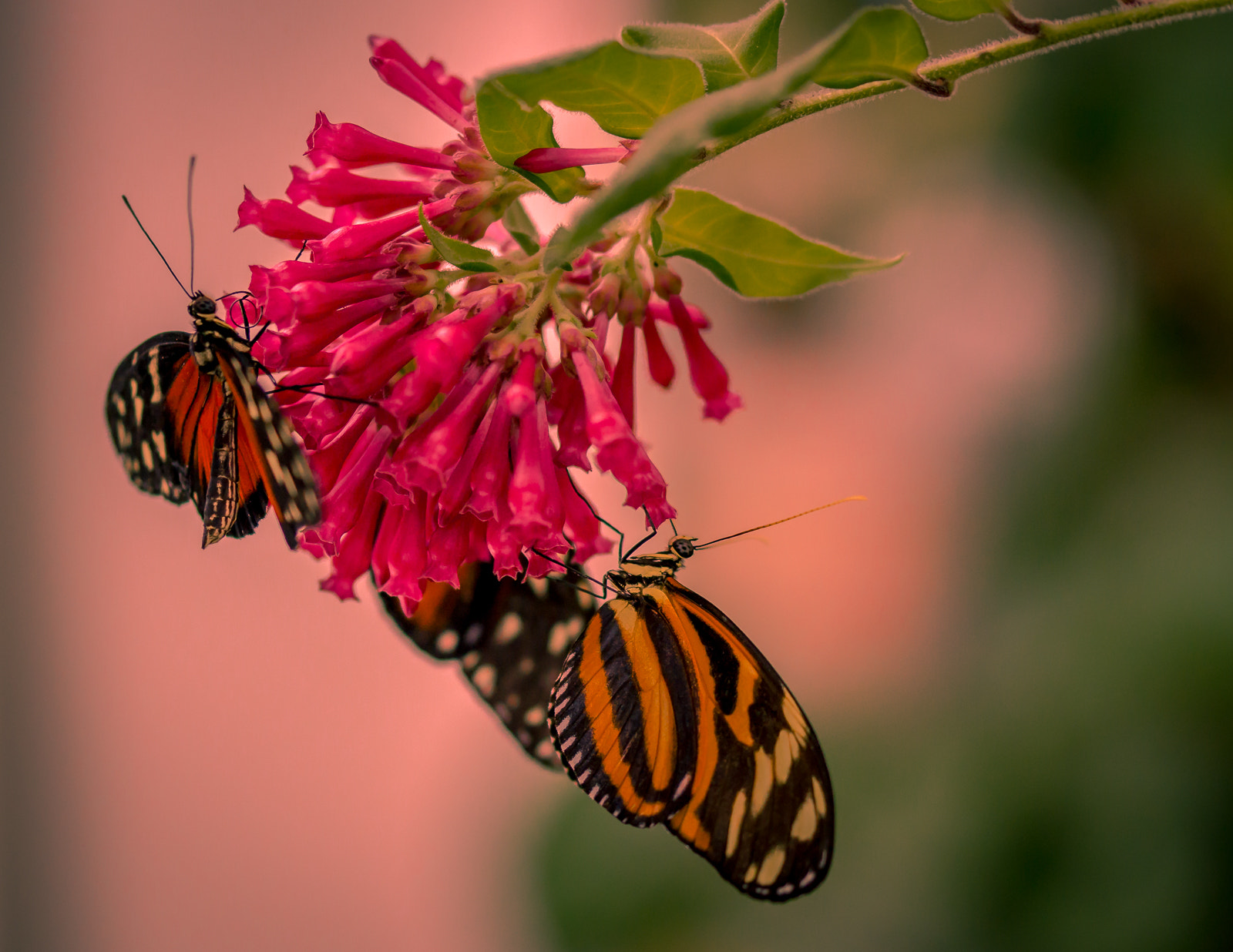 Sony SLT-A58 + 105mm F2.8 sample photo. Butterfly photography