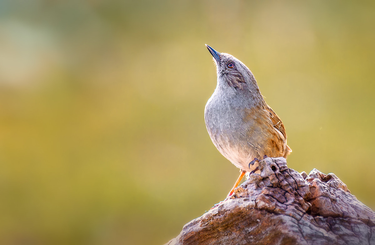150-600mm F5-6.3 DG OS HSM | Contemporary 015 sample photo. Dunnock (prunella modularis) photography