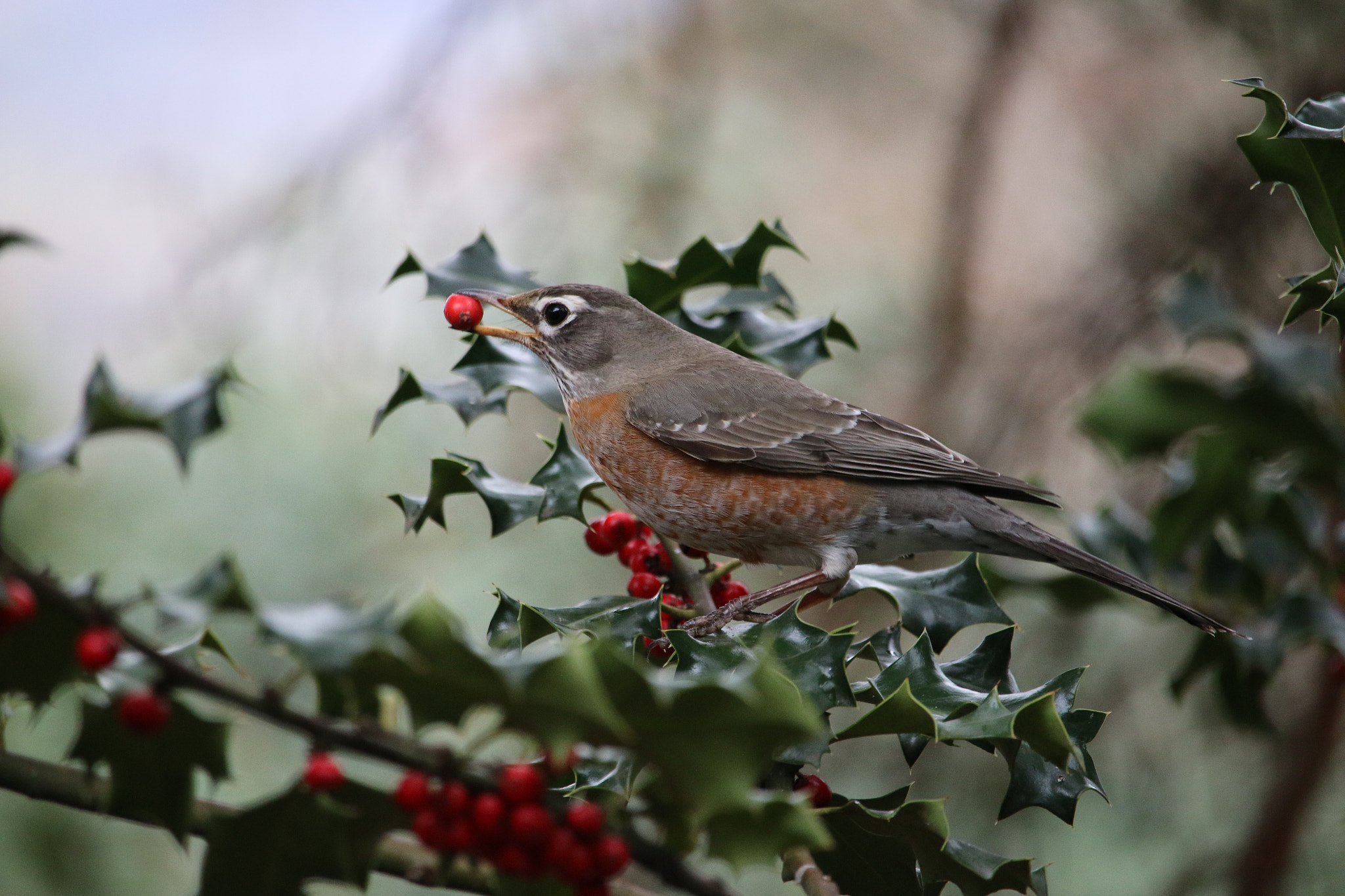 Canon EF-S 55-250mm F4-5.6 IS STM sample photo. Robin and hollyberries photography