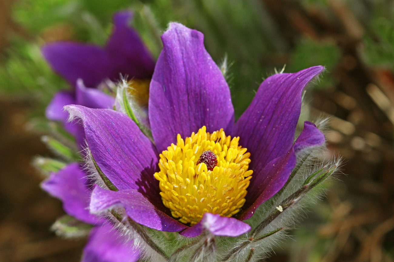 Canon EF 100mm F2.8 Macro USM sample photo. Pasque flower photography