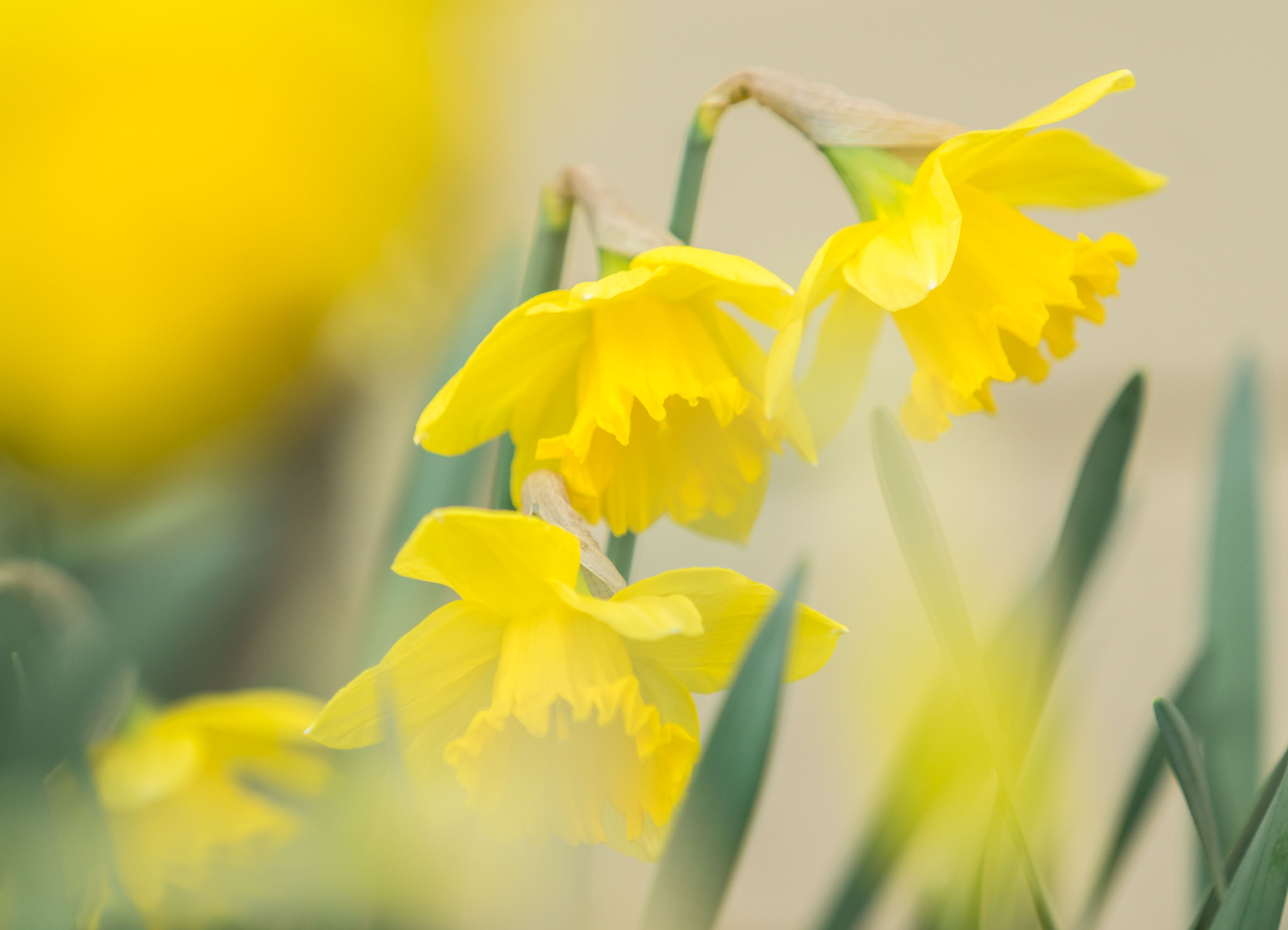 Sony a7R + Sony FE 70-200mm F4 G OSS sample photo. Narcissus photography