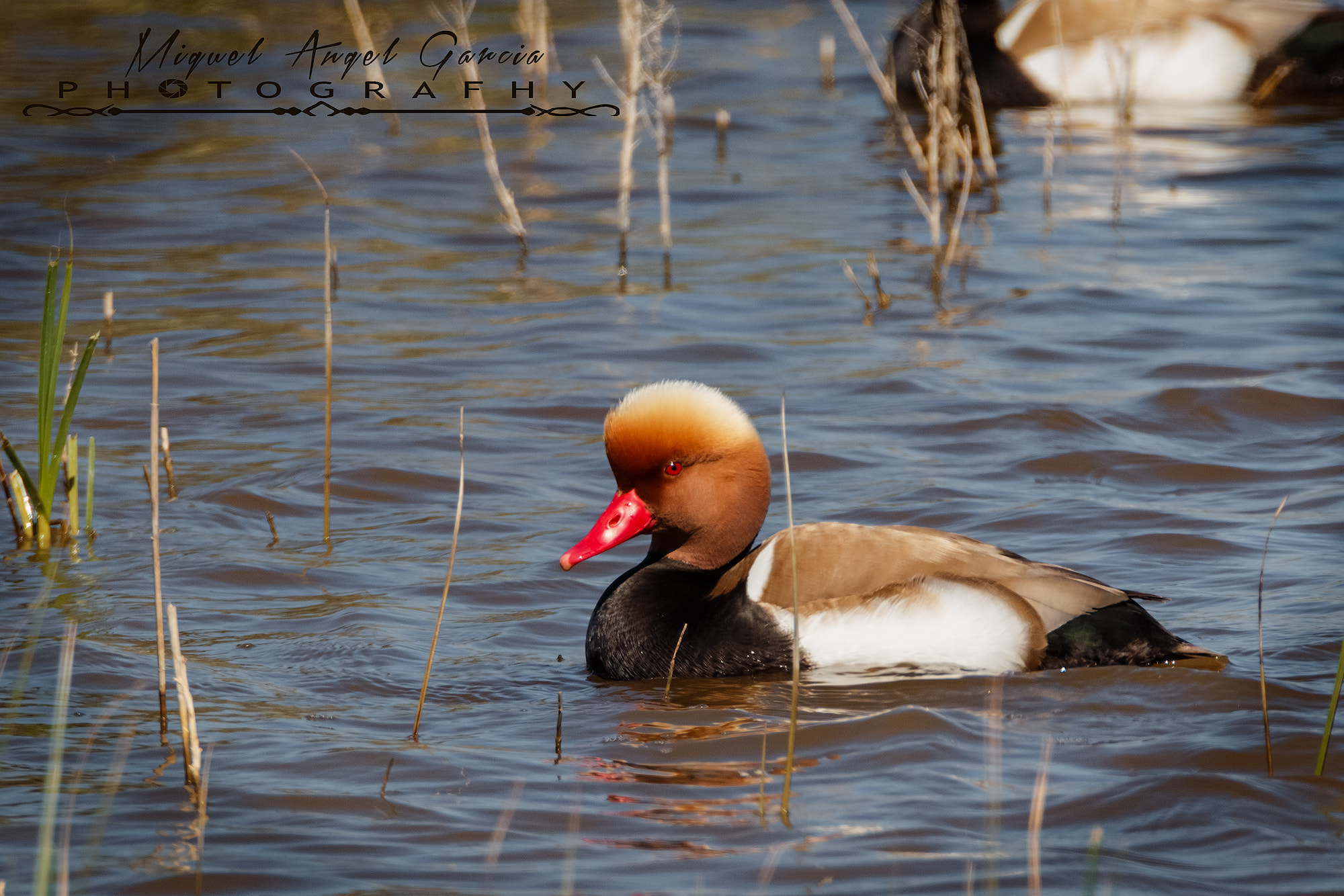 Tamron SP 150-600mm F5-6.3 Di VC USD sample photo. Pato colorao photography