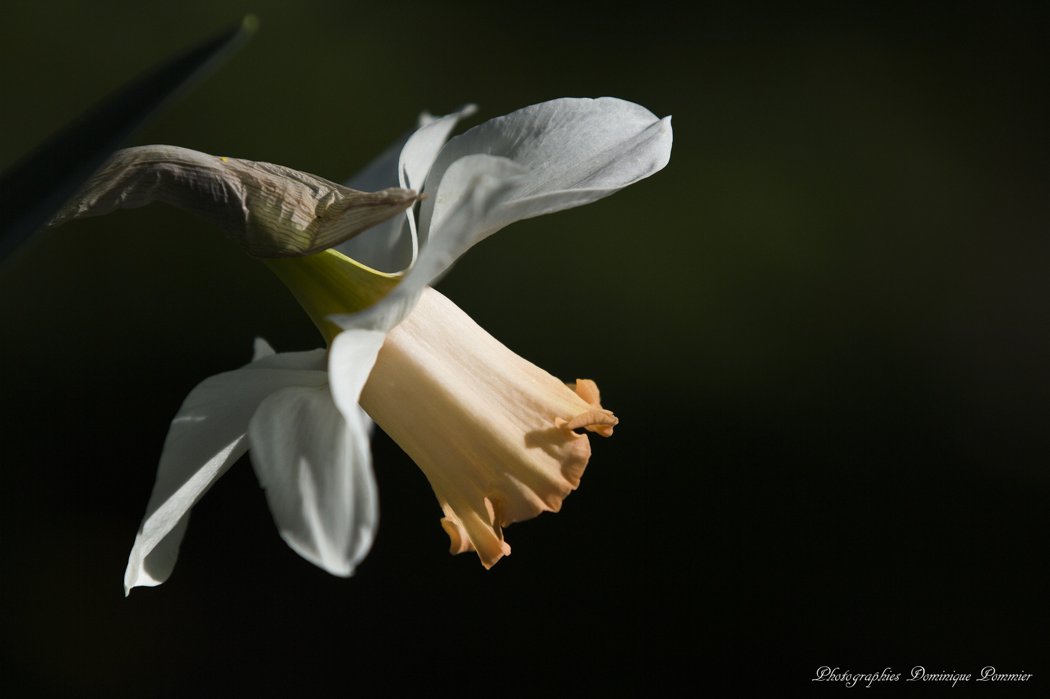 Canon EF 70-200mm F2.8L IS II USM sample photo. Jonquille photography