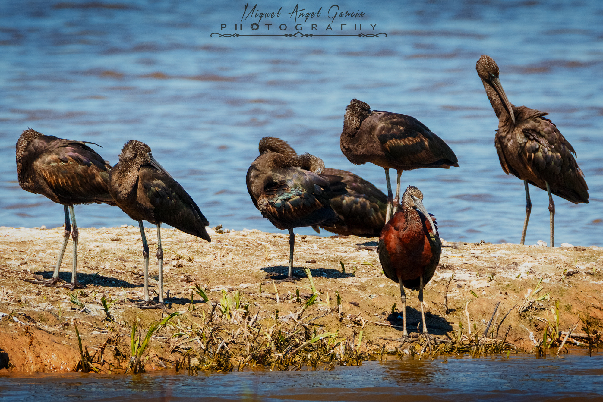 Tamron SP 150-600mm F5-6.3 Di VC USD sample photo. Moritos photography