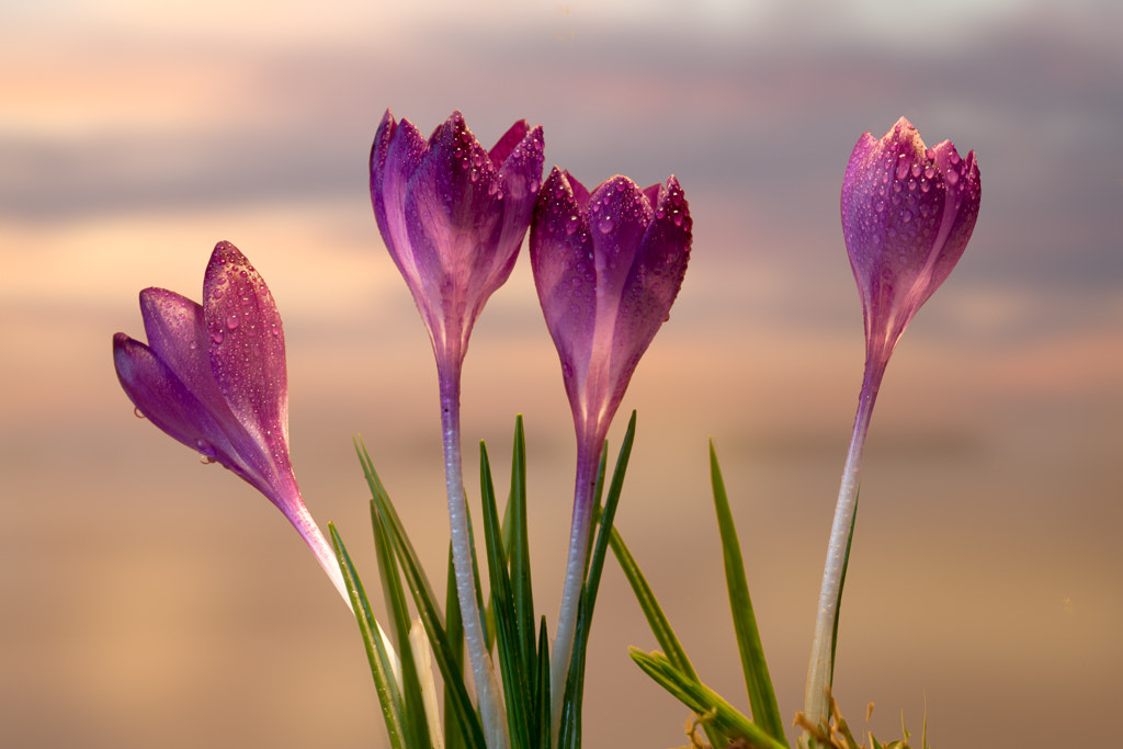 Canon EF 100mm F2.8 Macro USM sample photo. Crocus with raindrops photography