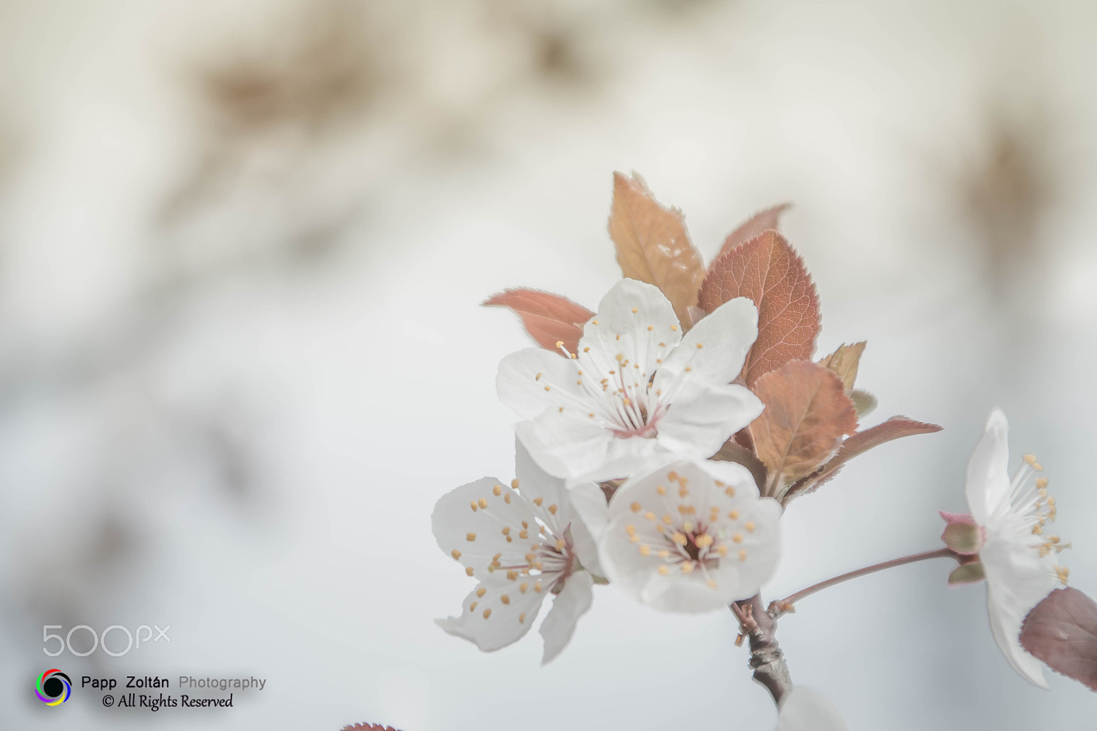 Canon EOS 700D (EOS Rebel T5i / EOS Kiss X7i) + Canon TS-E 90mm F2.8 Tilt-Shift sample photo. Tavasz. photography