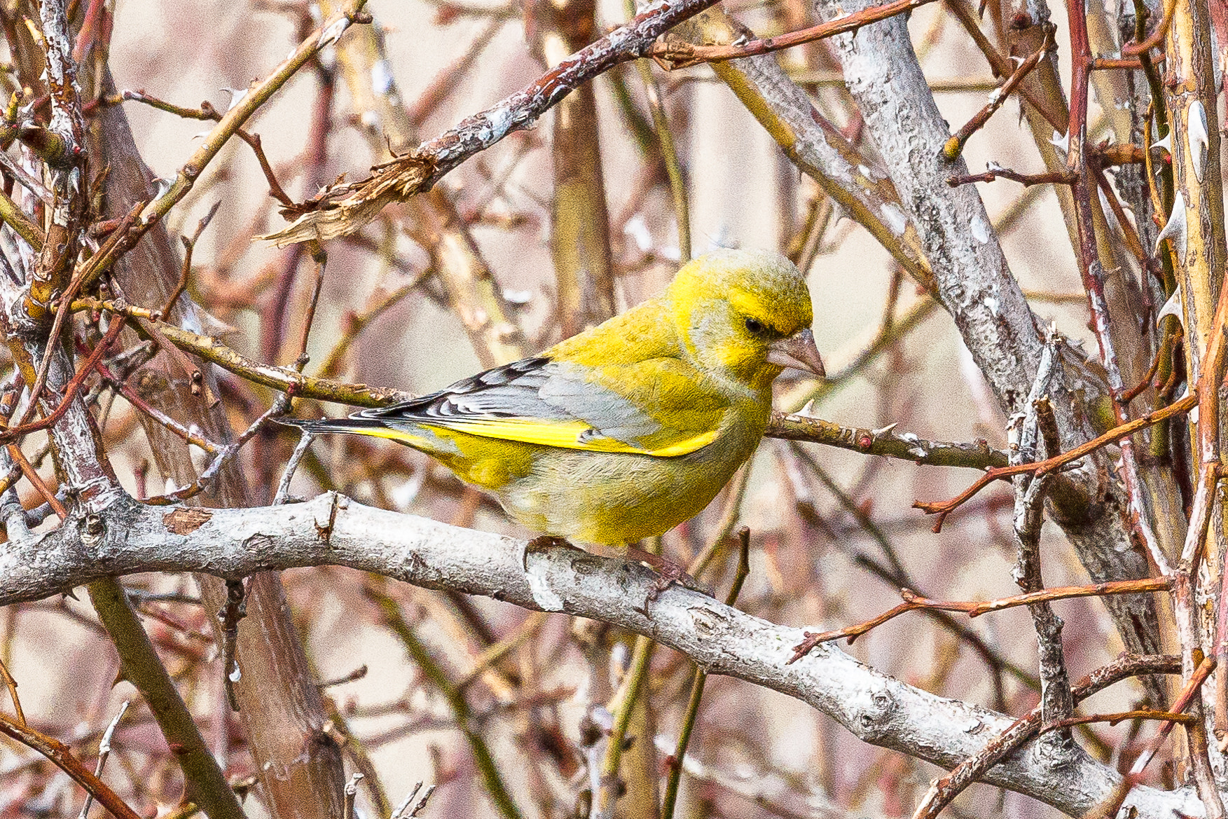Canon EF 100-400mm F4.5-5.6L IS USM sample photo. European greenfinch photography