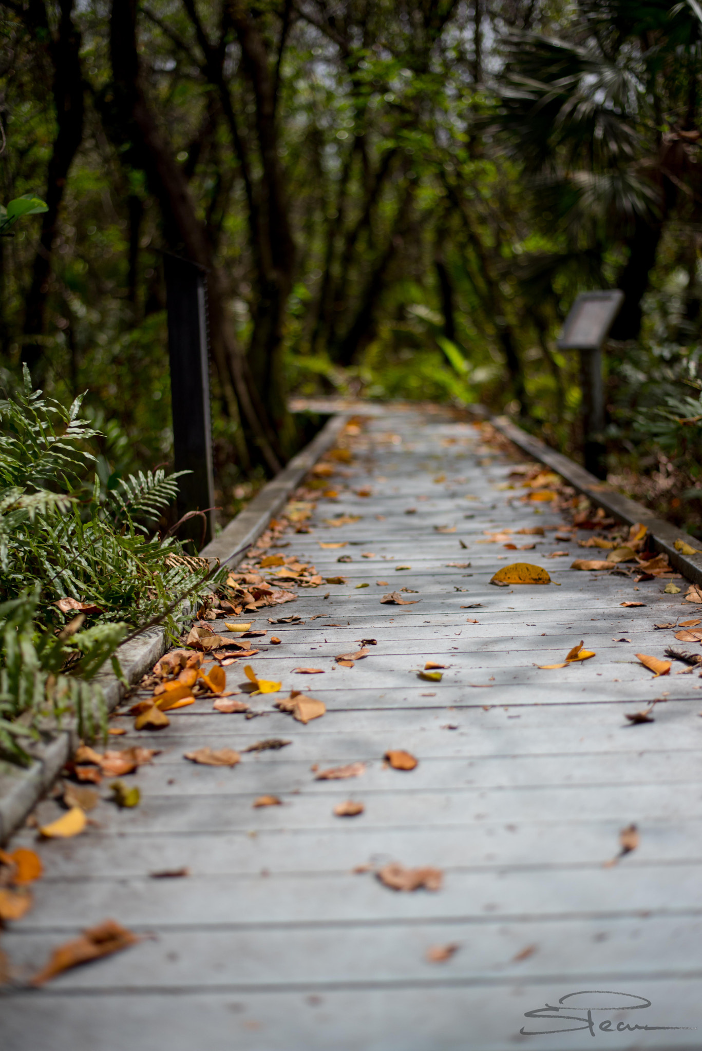 Nikon D810 + Nikon AF-S Nikkor 50mm F1.8G sample photo. Moving forward photography