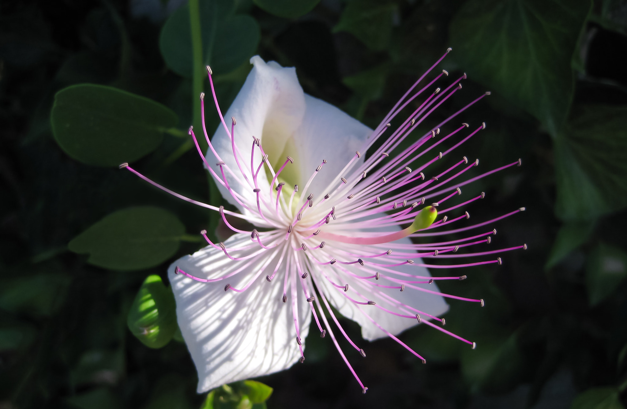 Canon DIGITAL IXUS 75 sample photo. Caper flower (capparis spinosa) photography