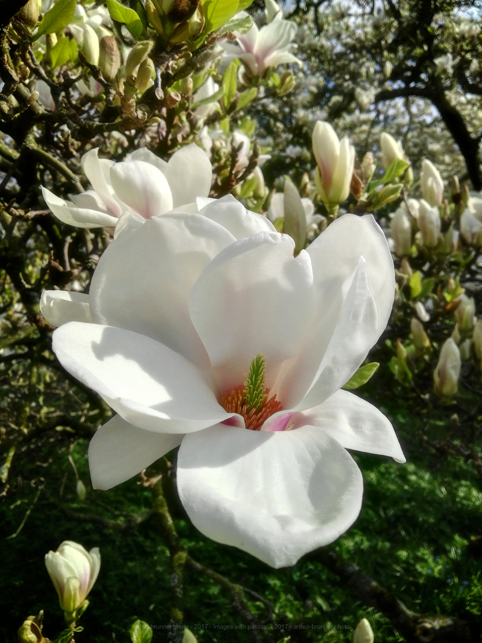 HUAWEI GX8 sample photo. Frühjahr magnolienzeit photography