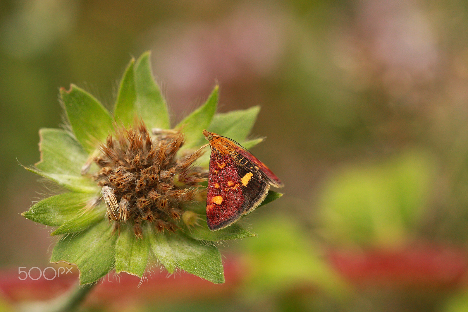 Canon EOS 40D + Canon EF 100mm F2.8L Macro IS USM sample photo. Mint moth on wild thyme photography