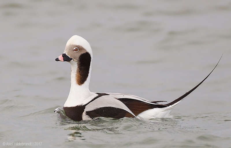 Canon EF 500mm F4L IS USM sample photo. Long-tailed duck photography