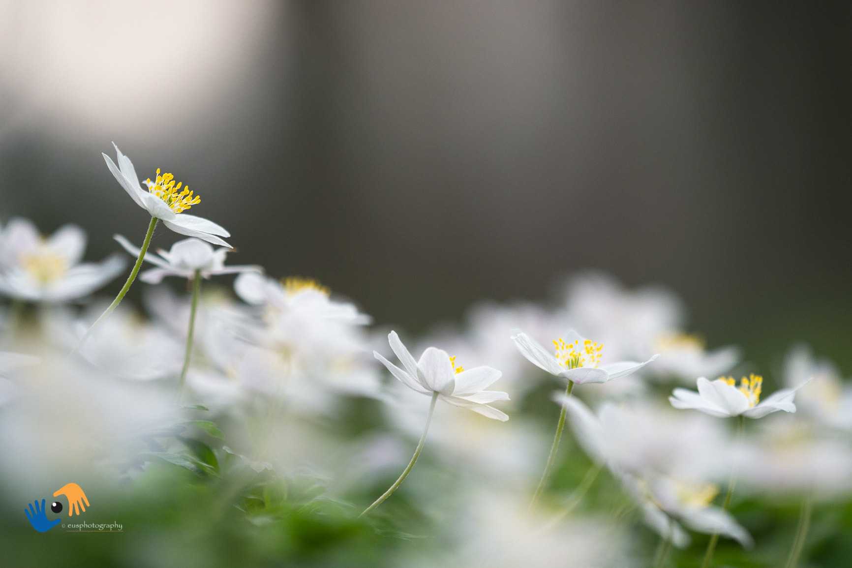 Olympus OM-D E-M1 Mark II sample photo. A clearing in the forest filled with wood anemones photography