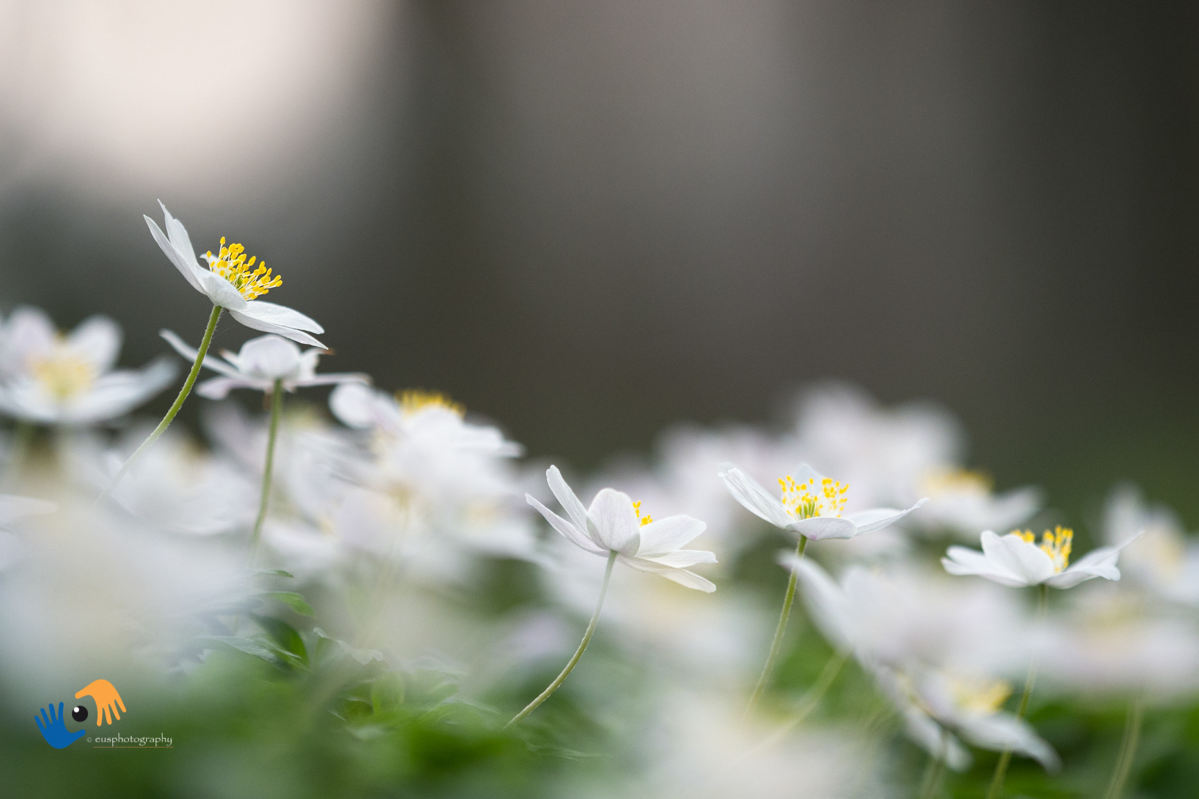 Olympus OM-D E-M1 Mark II + Olympus M.Zuiko Digital ED 40-150mm F2.8 Pro sample photo. A clearing in the forest filled with wood anemones photography