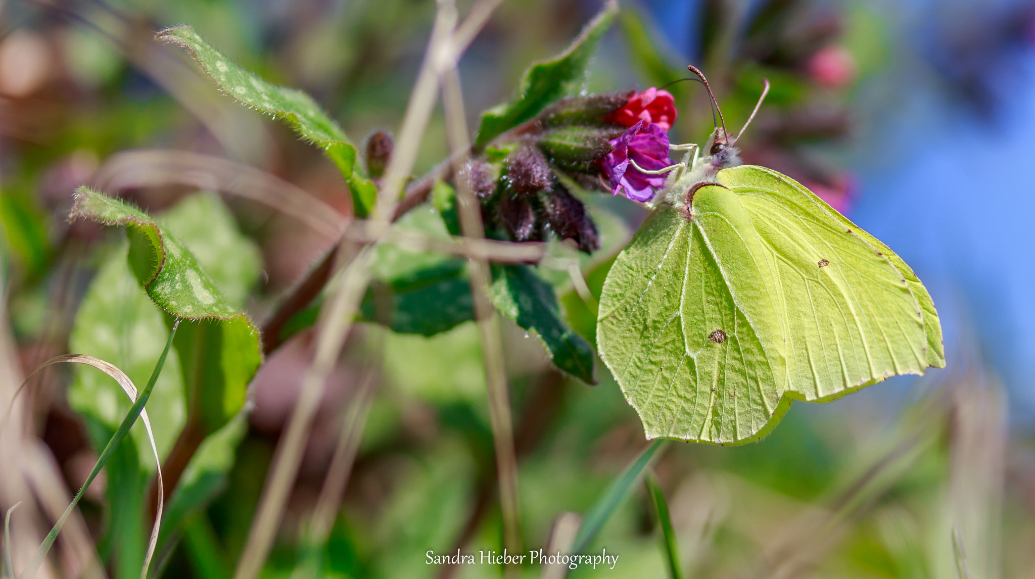 Canon EF-S 60mm F2.8 Macro USM sample photo. Zitronenfalter photography
