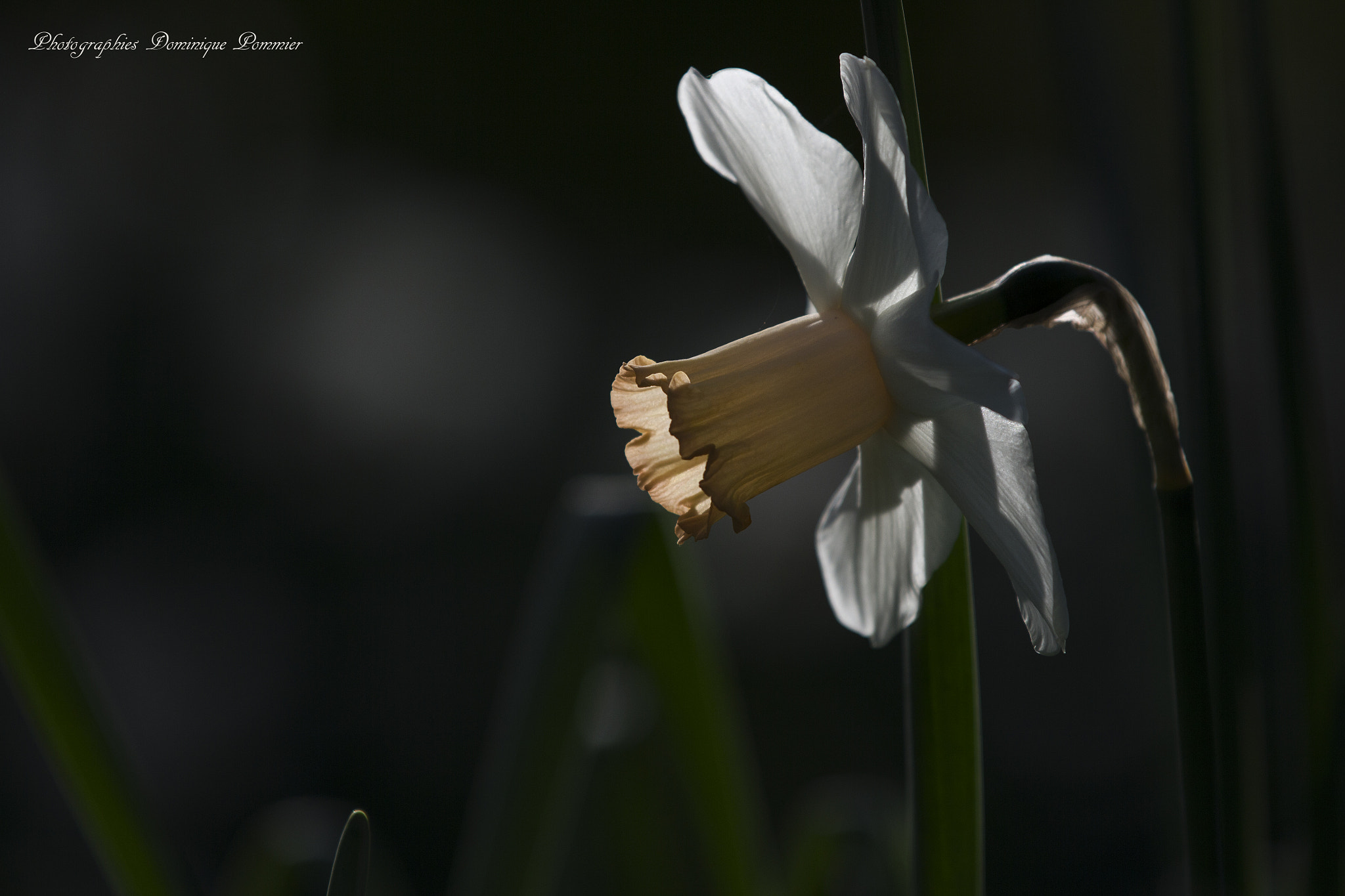 Canon EF 70-200mm F2.8L IS II USM sample photo. Jonquille 2 photography