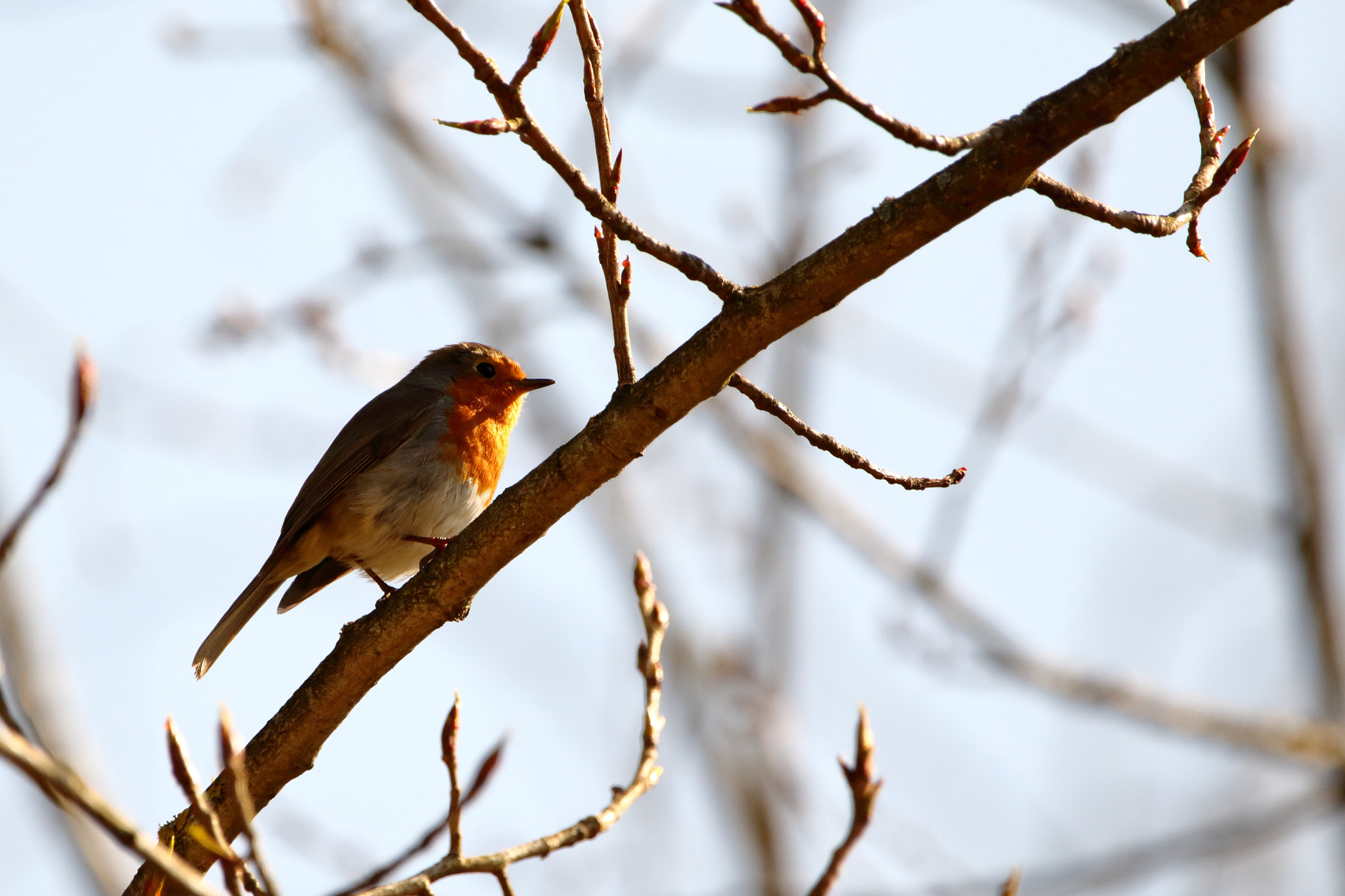 Sigma 150-600mm F5-6.3 DG OS HSM | C sample photo. Rouge-gorge familier photography
