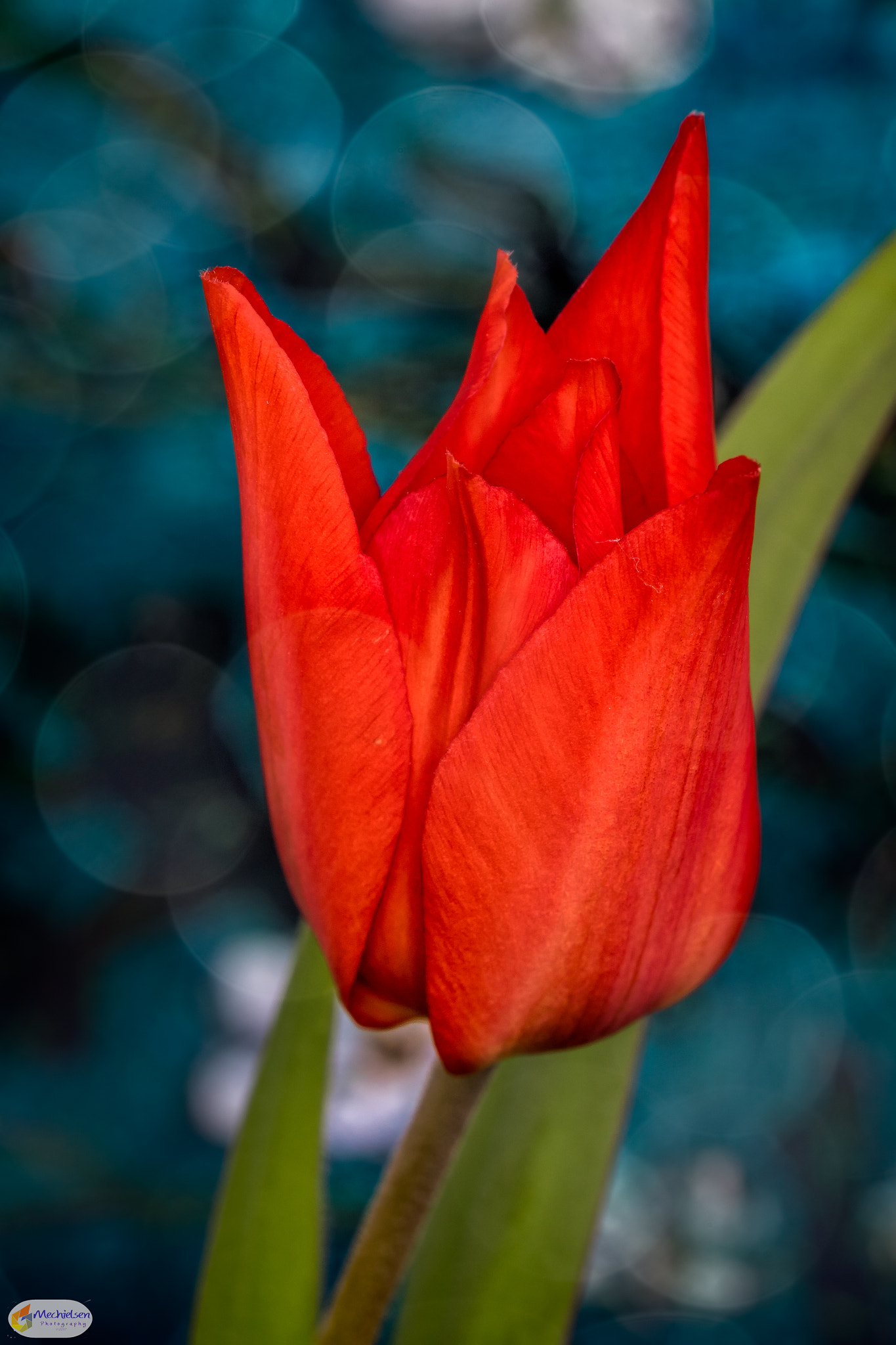 Canon EF 100mm F2.8L Macro IS USM sample photo. My daughters tulip photography