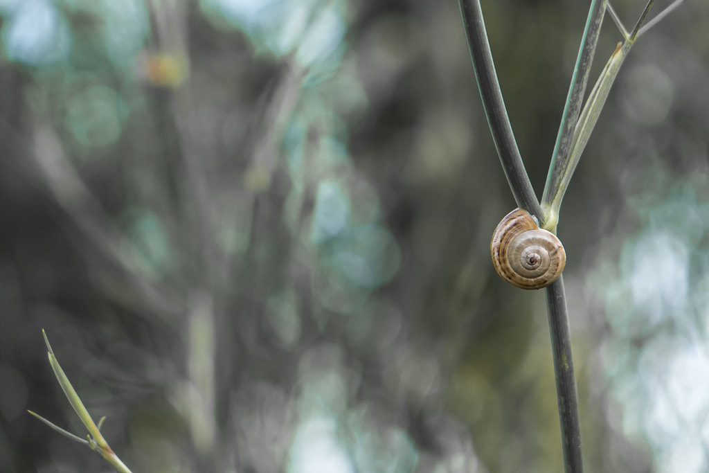 Fujifilm X-E1 + Fujifilm XF 18-55mm F2.8-4 R LM OIS sample photo. Snail #2 photography