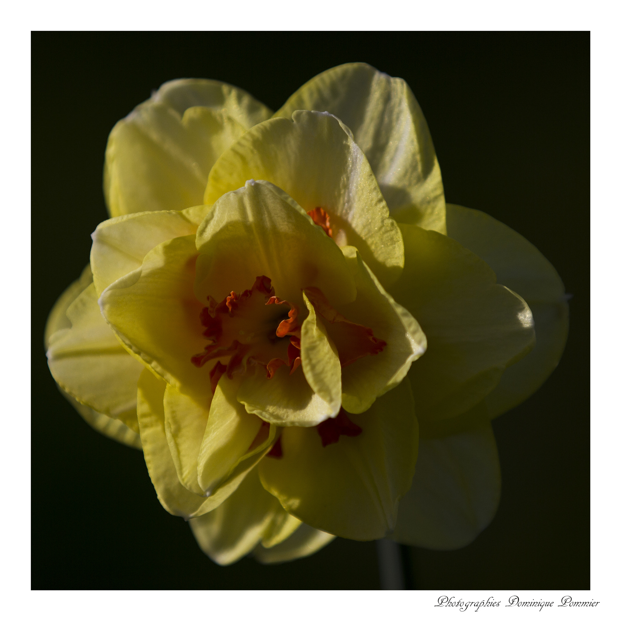 Canon EF 70-200mm F2.8L IS II USM sample photo. Fleur de printemps photography