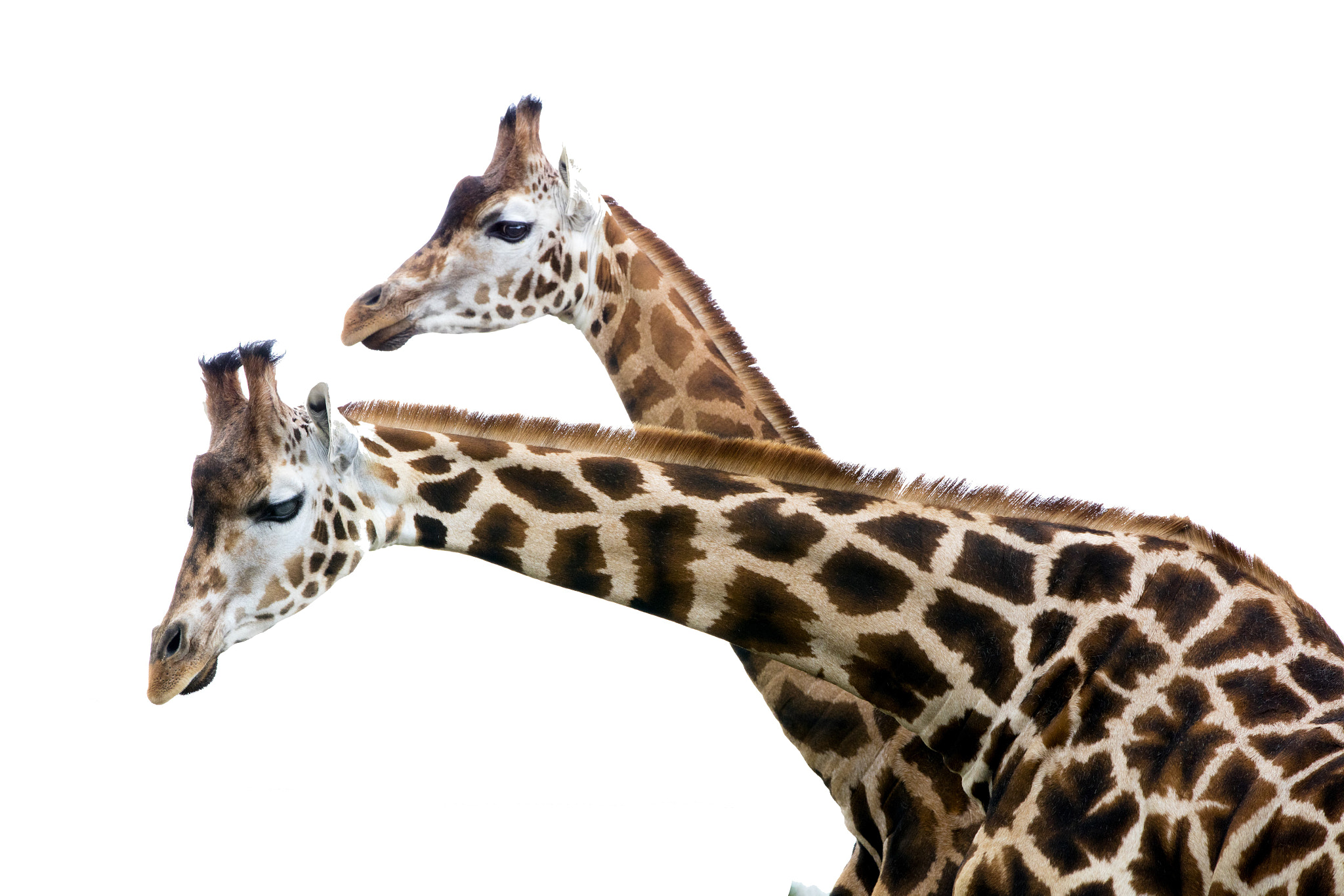 Canon EOS 5DS R sample photo. Giraffe's in studio photography